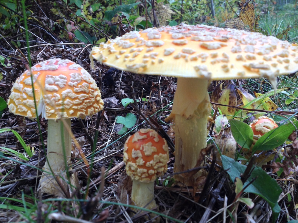 Mushrooms at Temperance River State Park