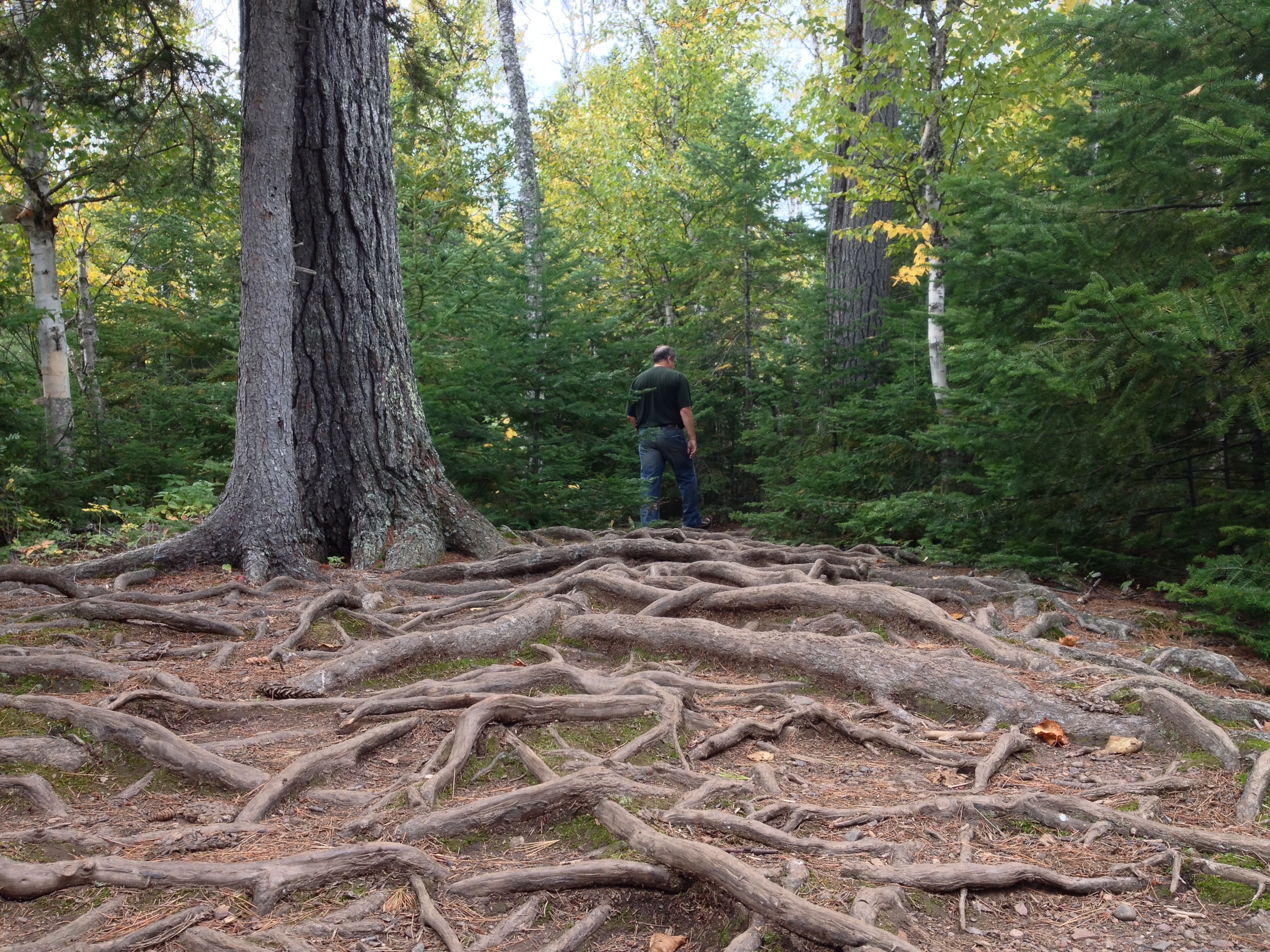  Don't trip on the roots at Cascade River State Park&nbsp; 