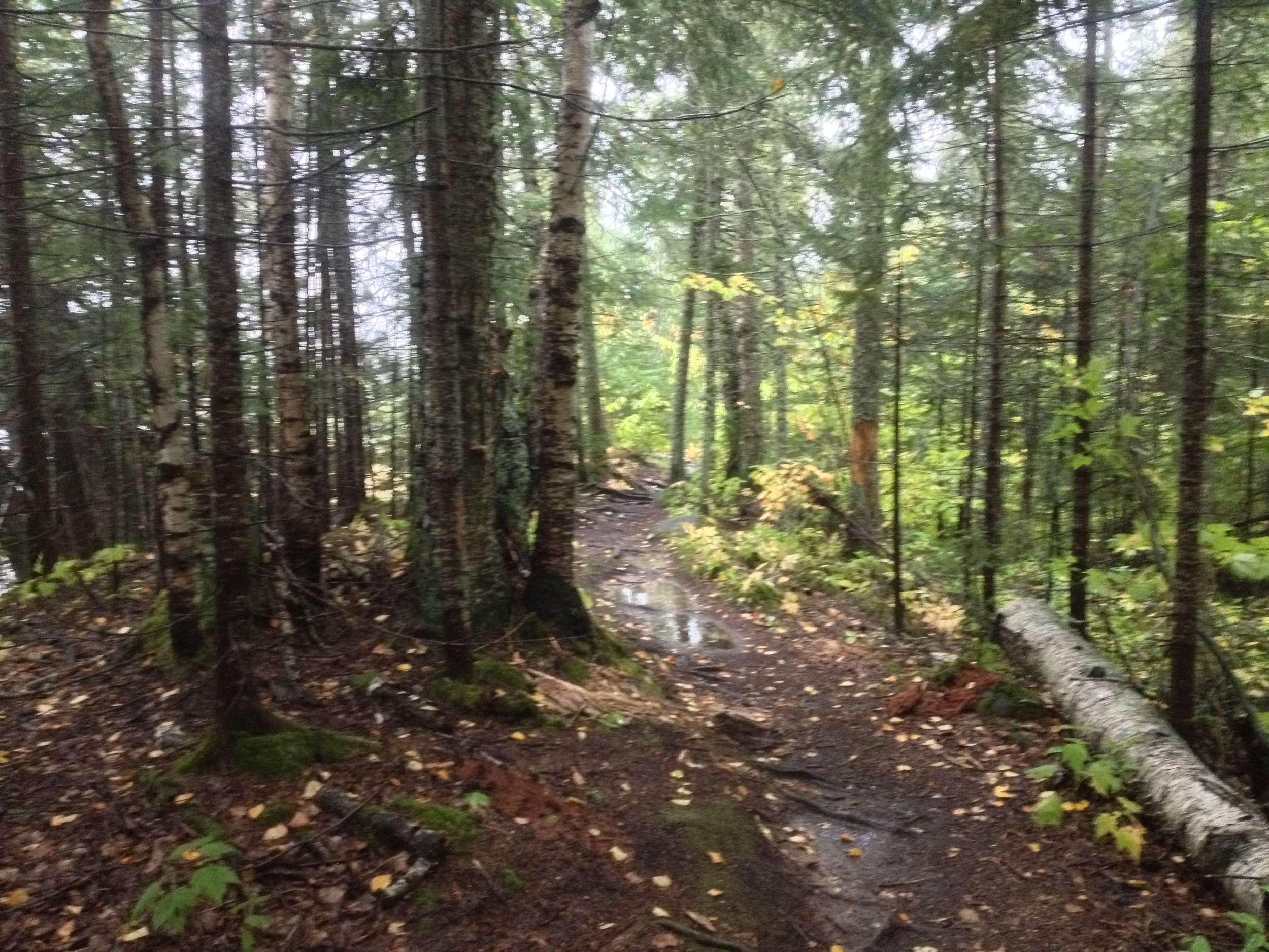 Forest at Grand Portage State Park