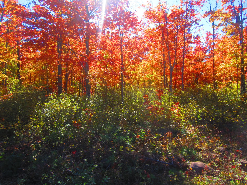 Sun shining through the Fall Colors in Superior National Forest