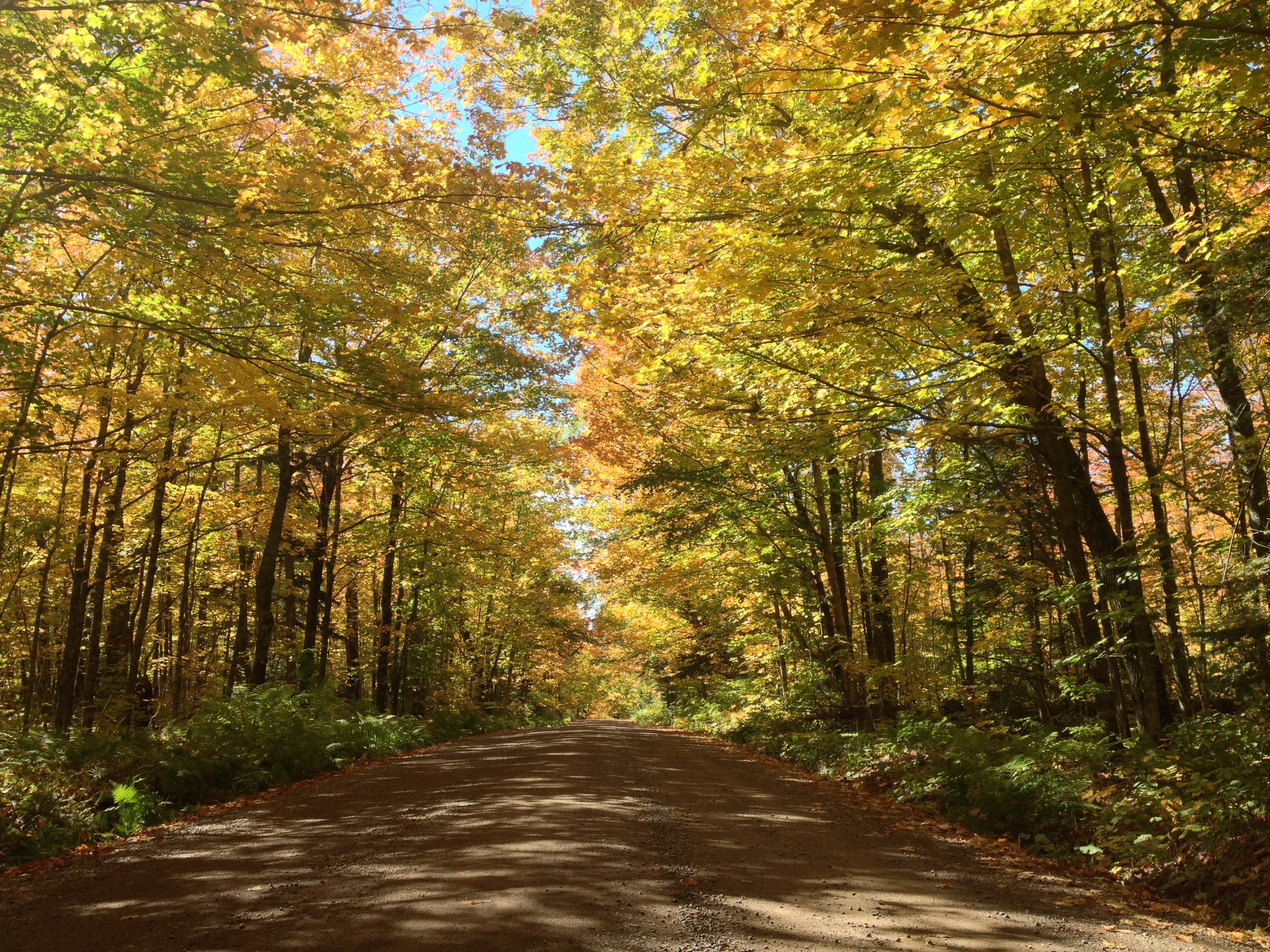 More Fall Colors in Superior National Forest