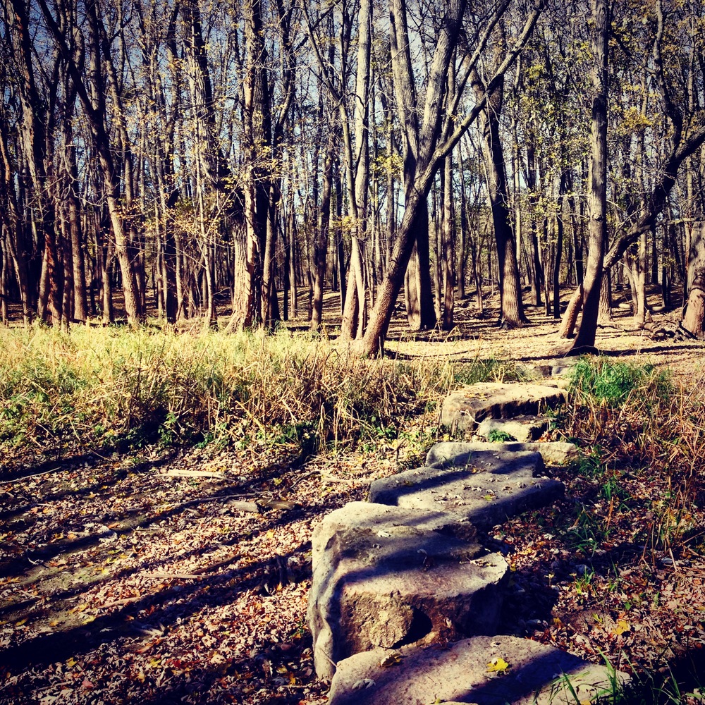 Log Bridge over Mud