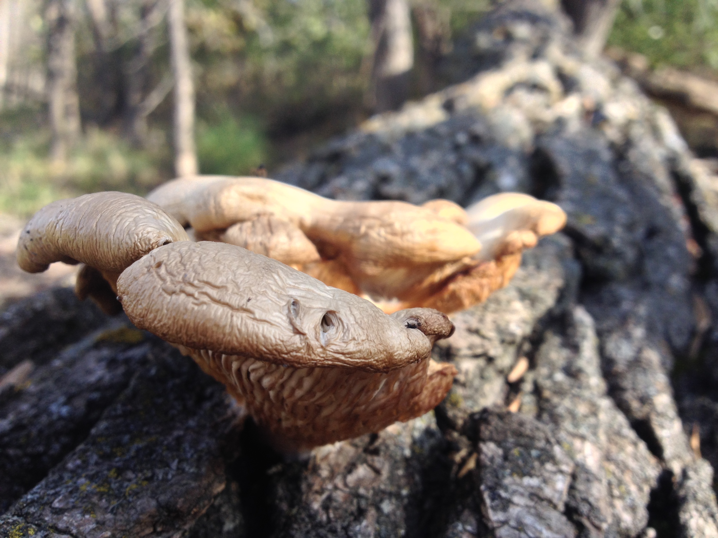 Mushrooms!