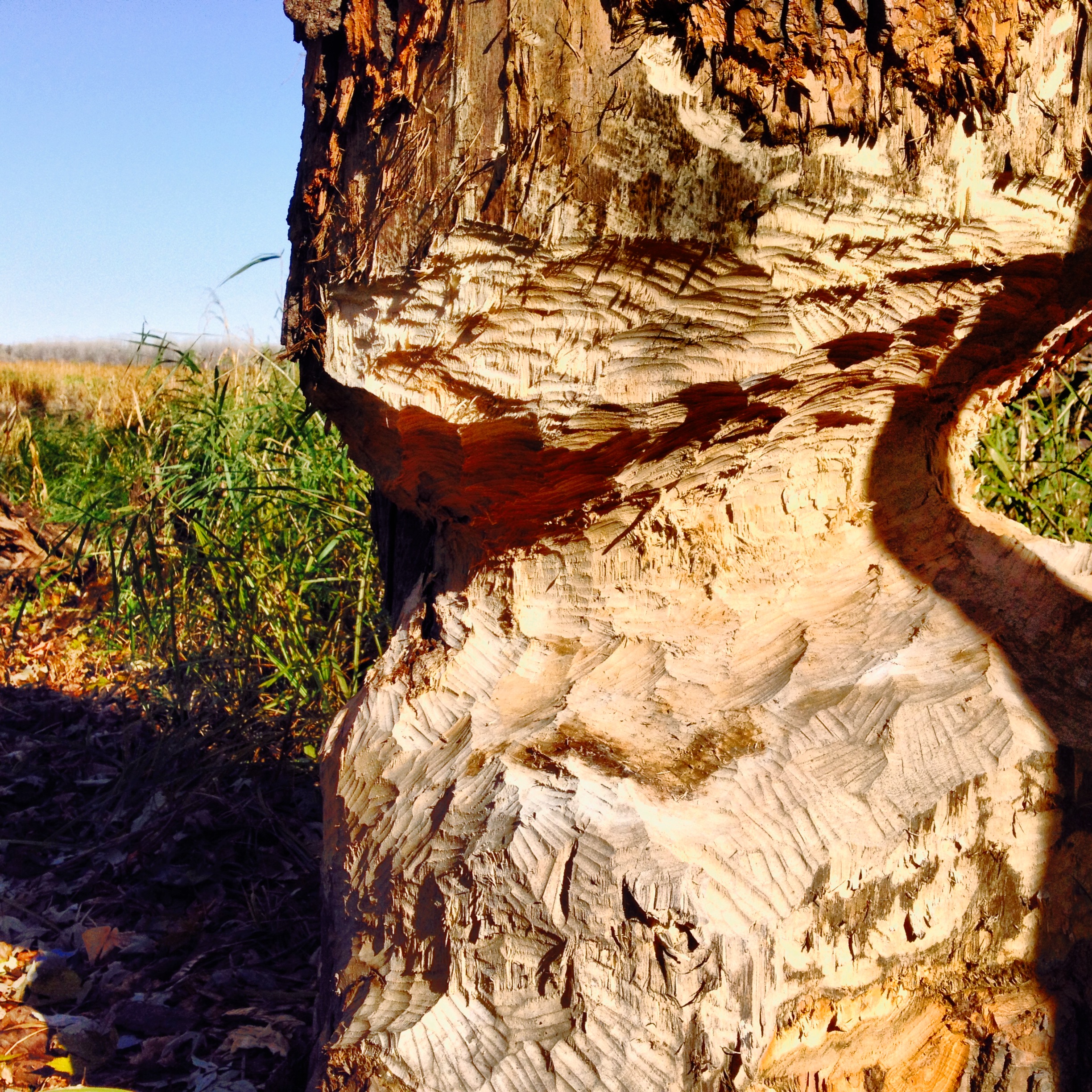 Signs of Beavers 