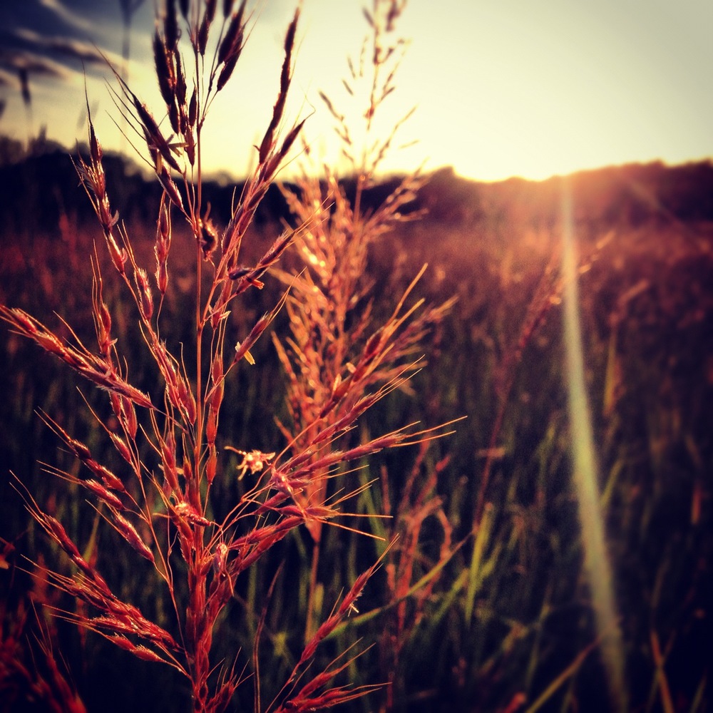 Sunset on the Prairie