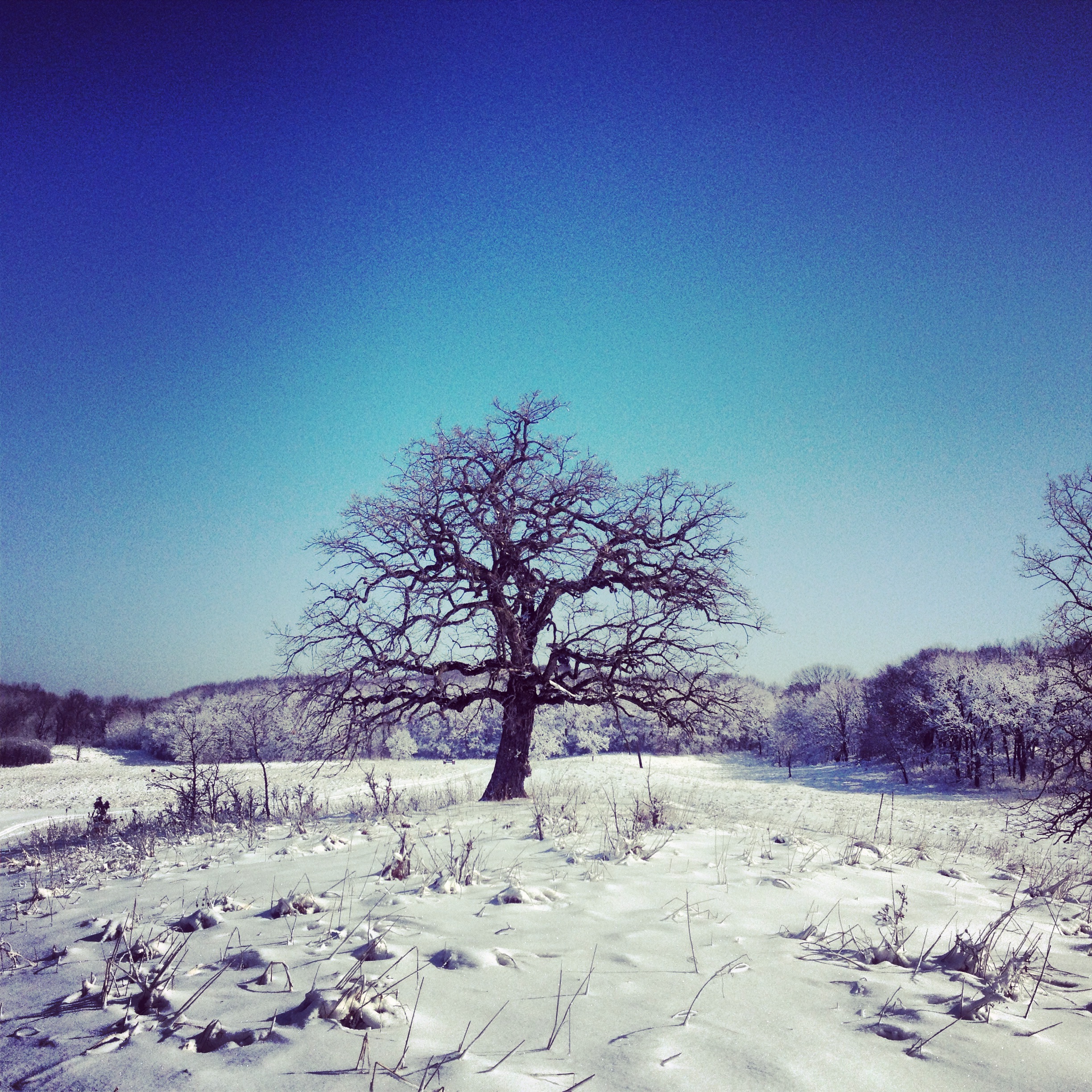 Winter Oak