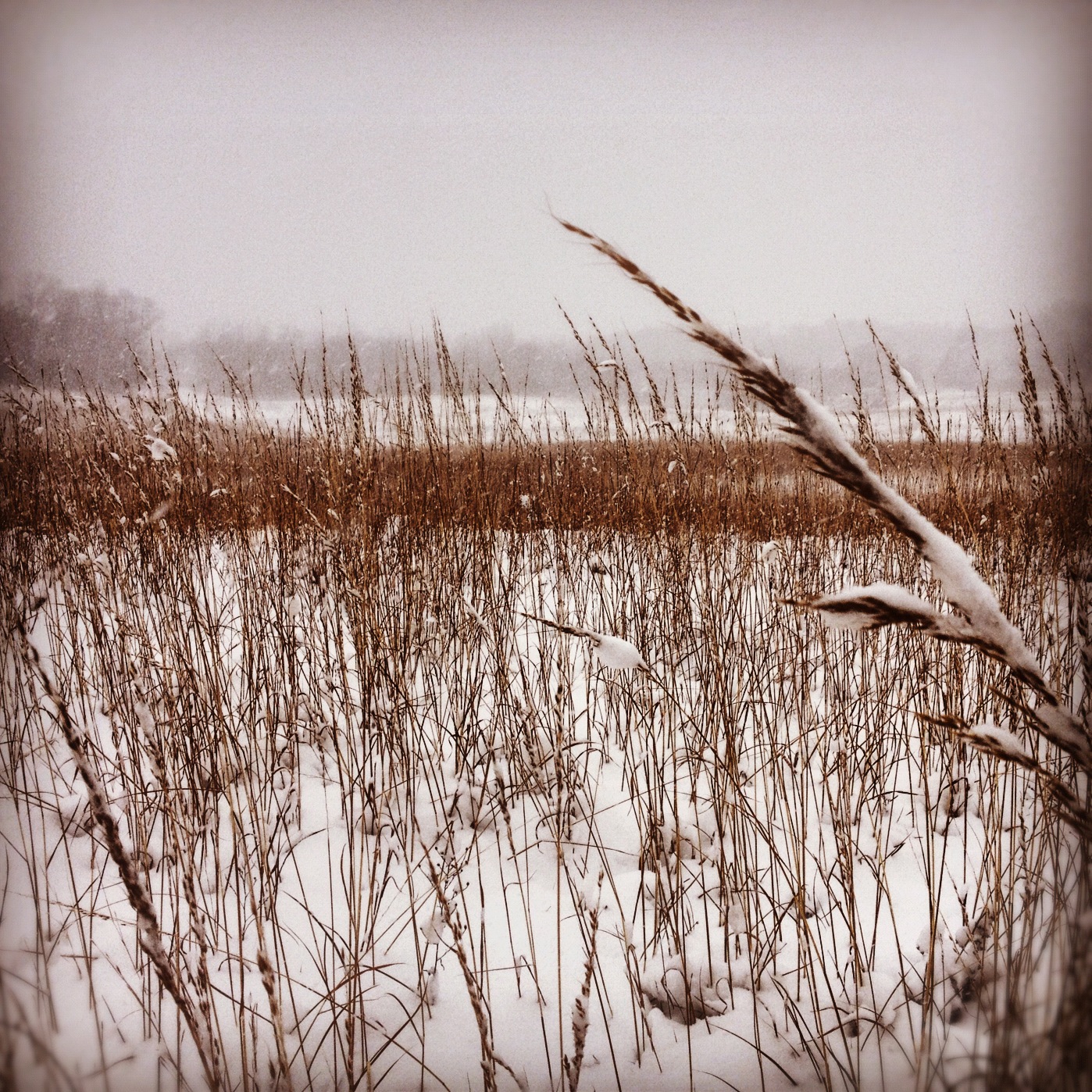 Snowy Field 