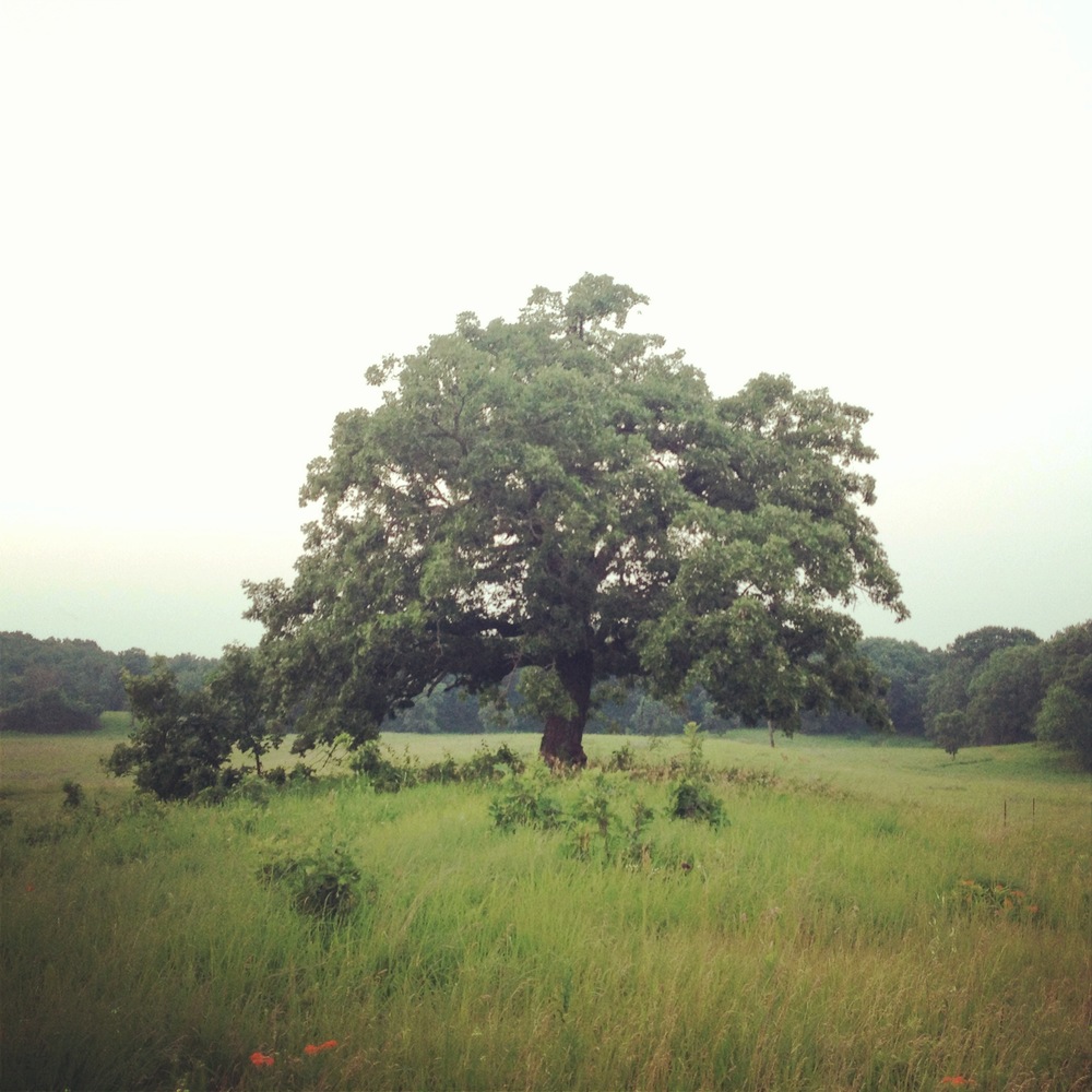 Summer Oak