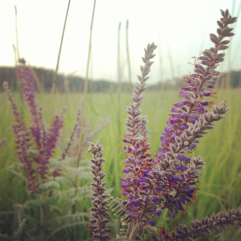 Wildflowers