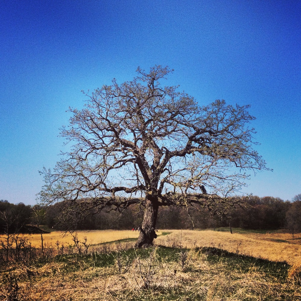 Spring Oak