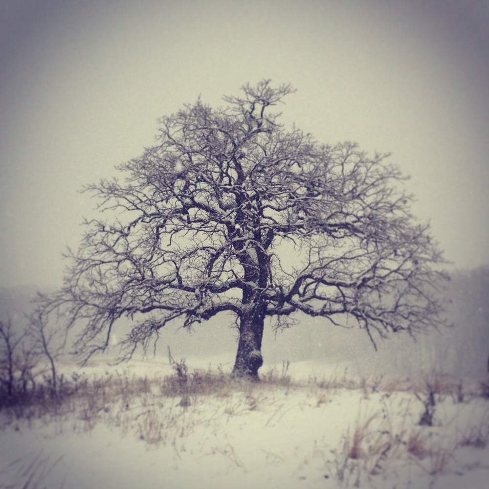 Winter Oak