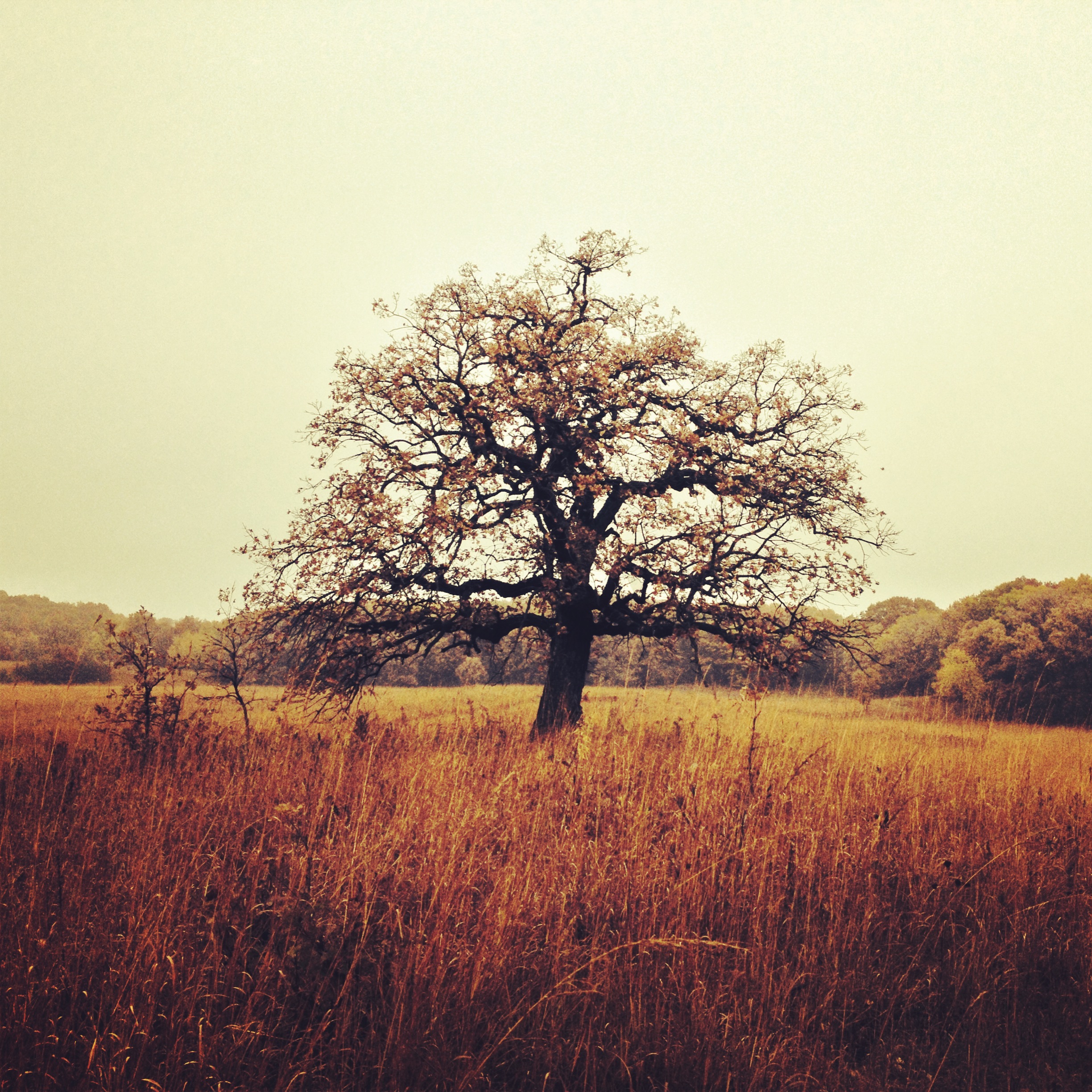 Autumn Oak