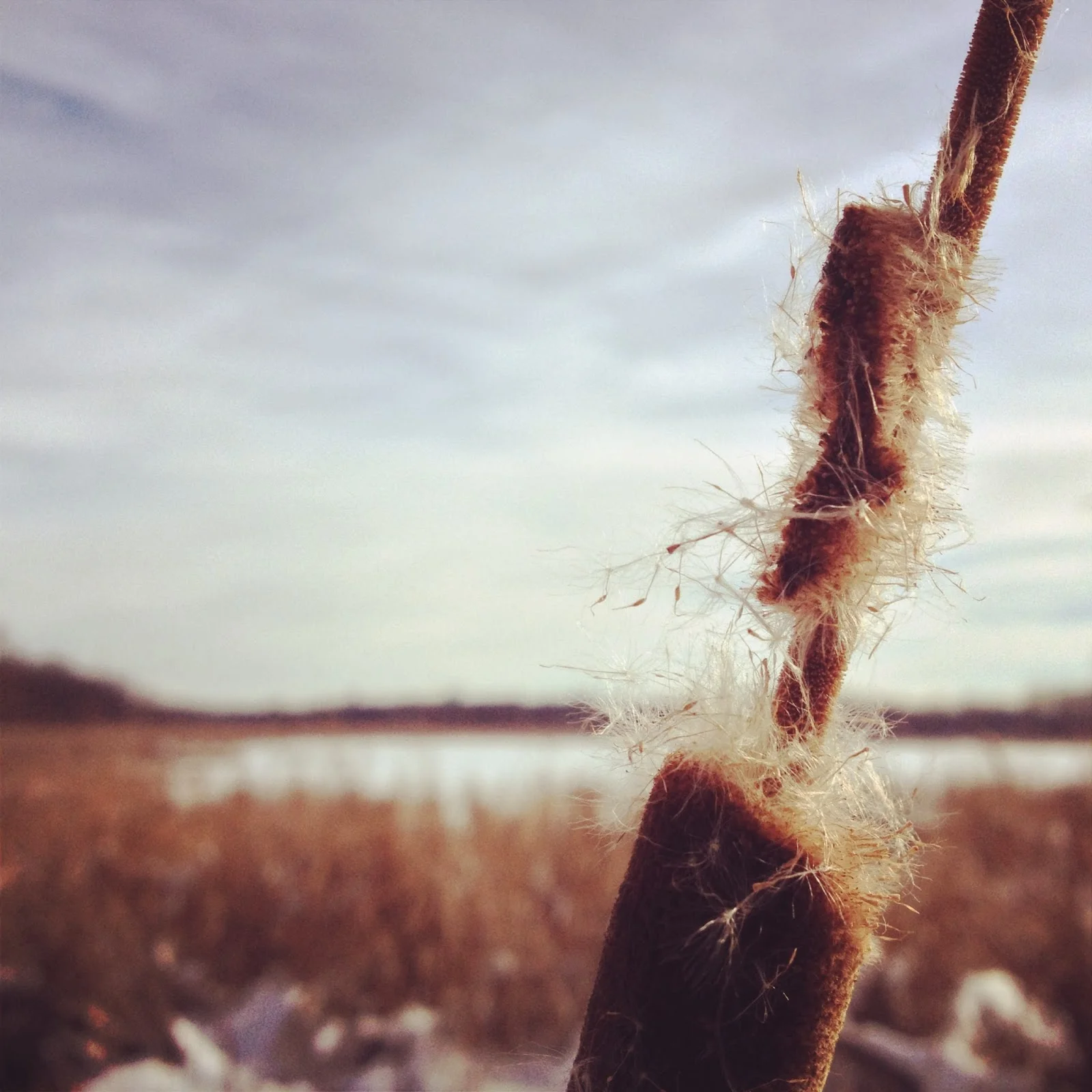 Transient