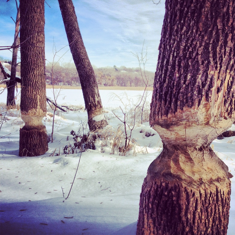 Beaver signs