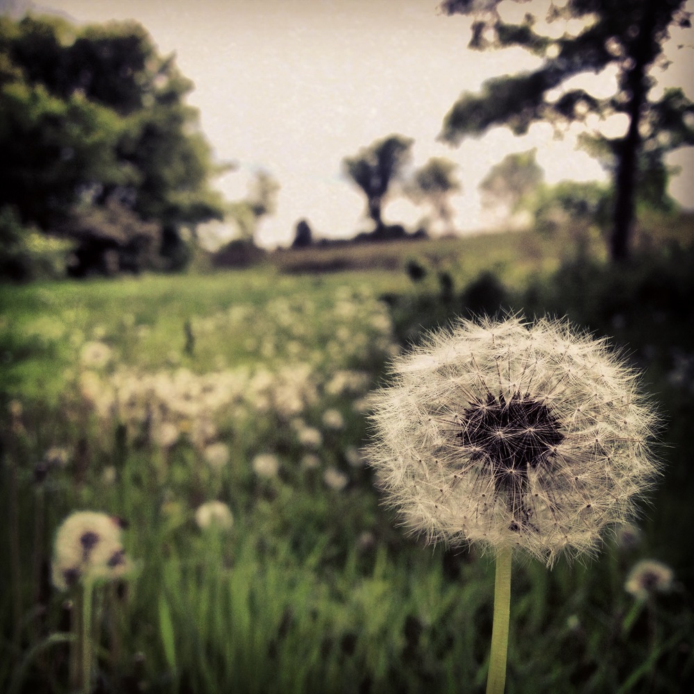  Elm Creek Park Reserve 