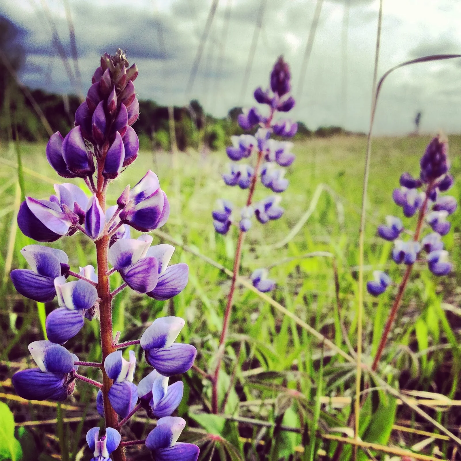 Elm Creek Park Reserve