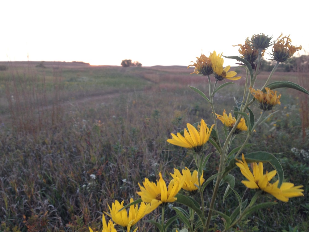 Prairie Wildflowers 