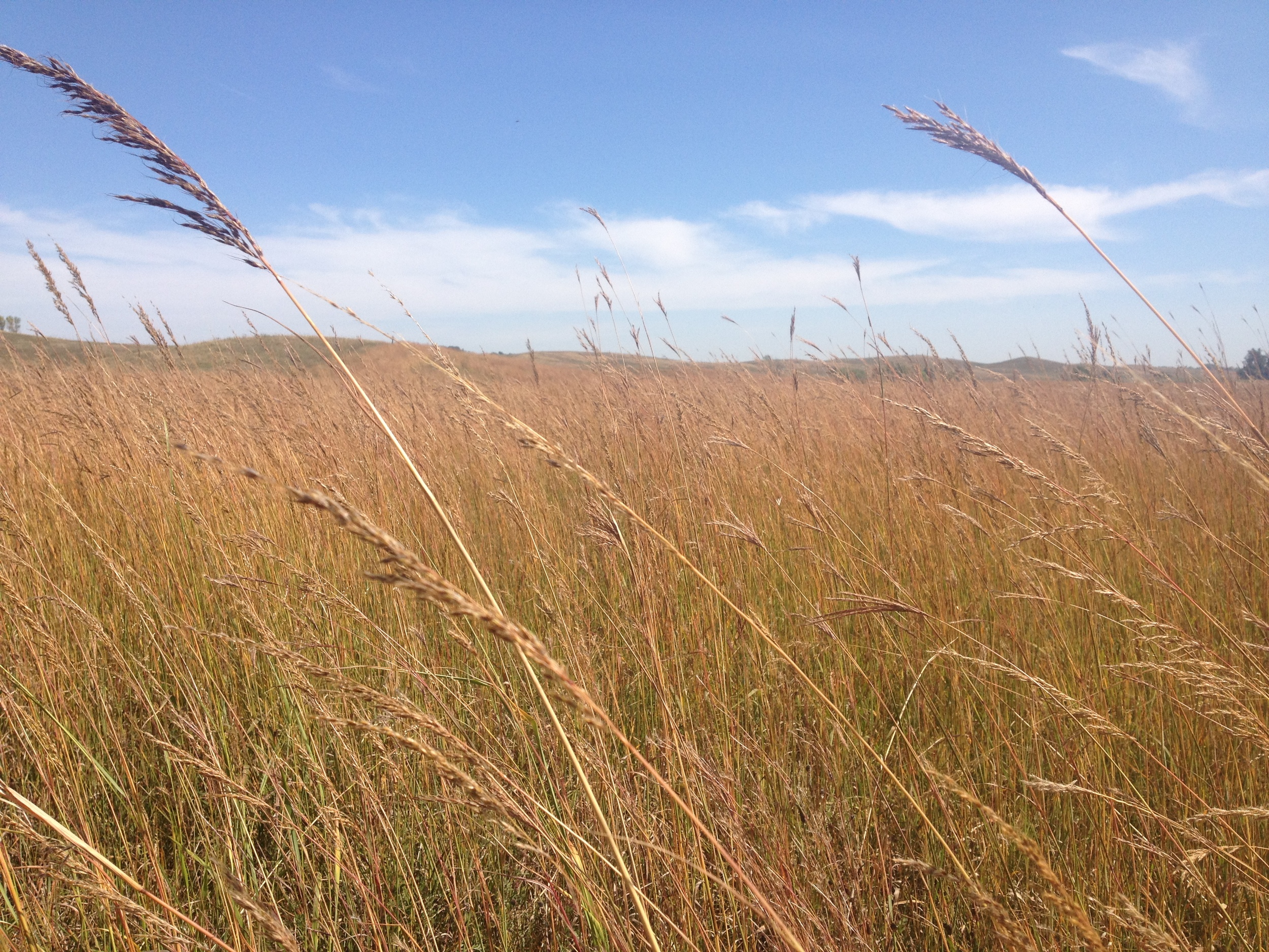 Prairie Grass