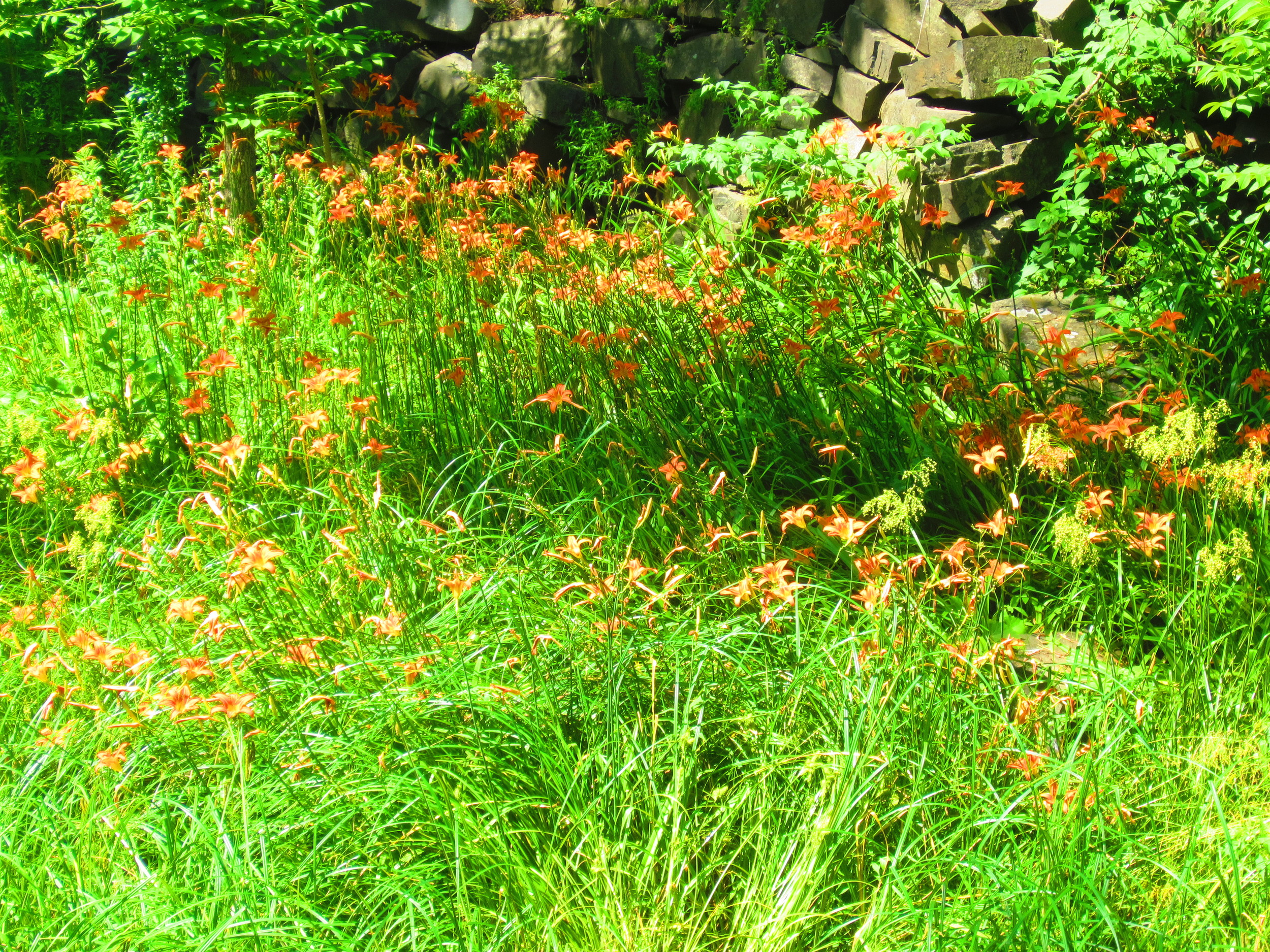 Wildflowers