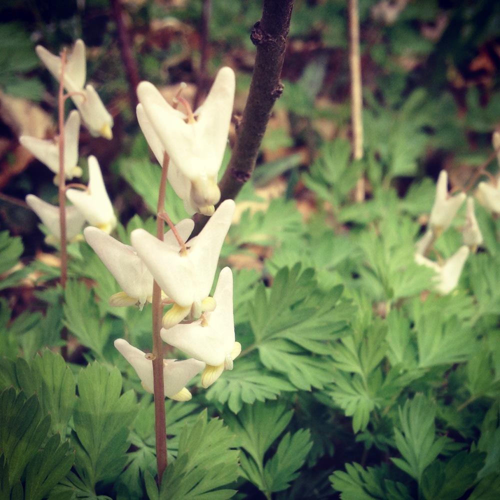 Dutchman's Breeches