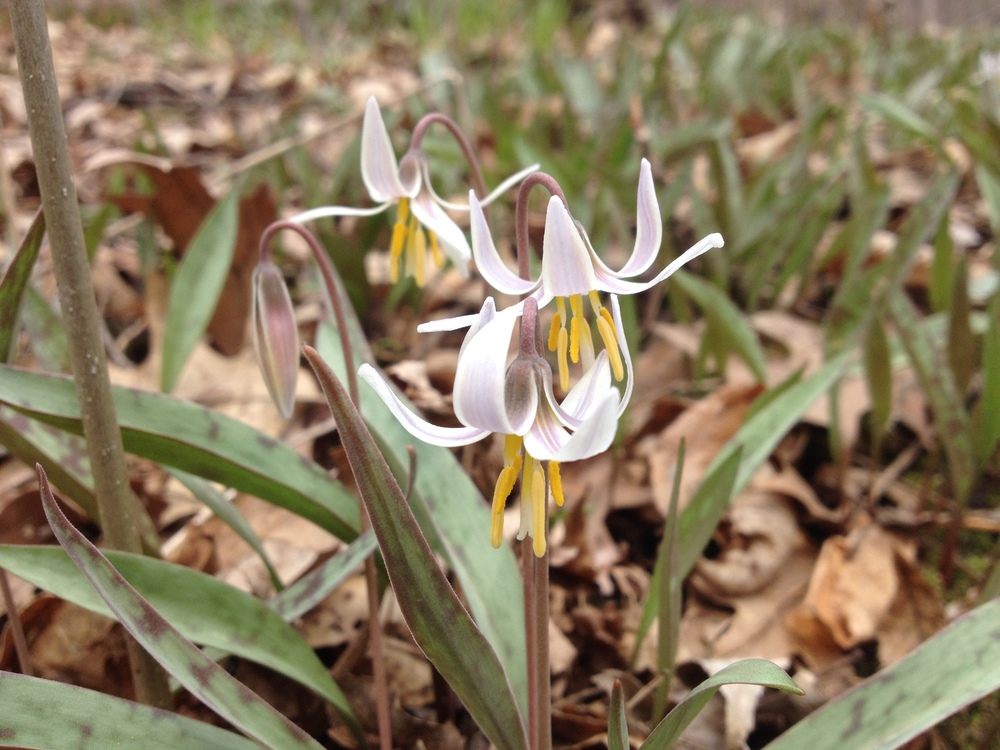 Trout Lily