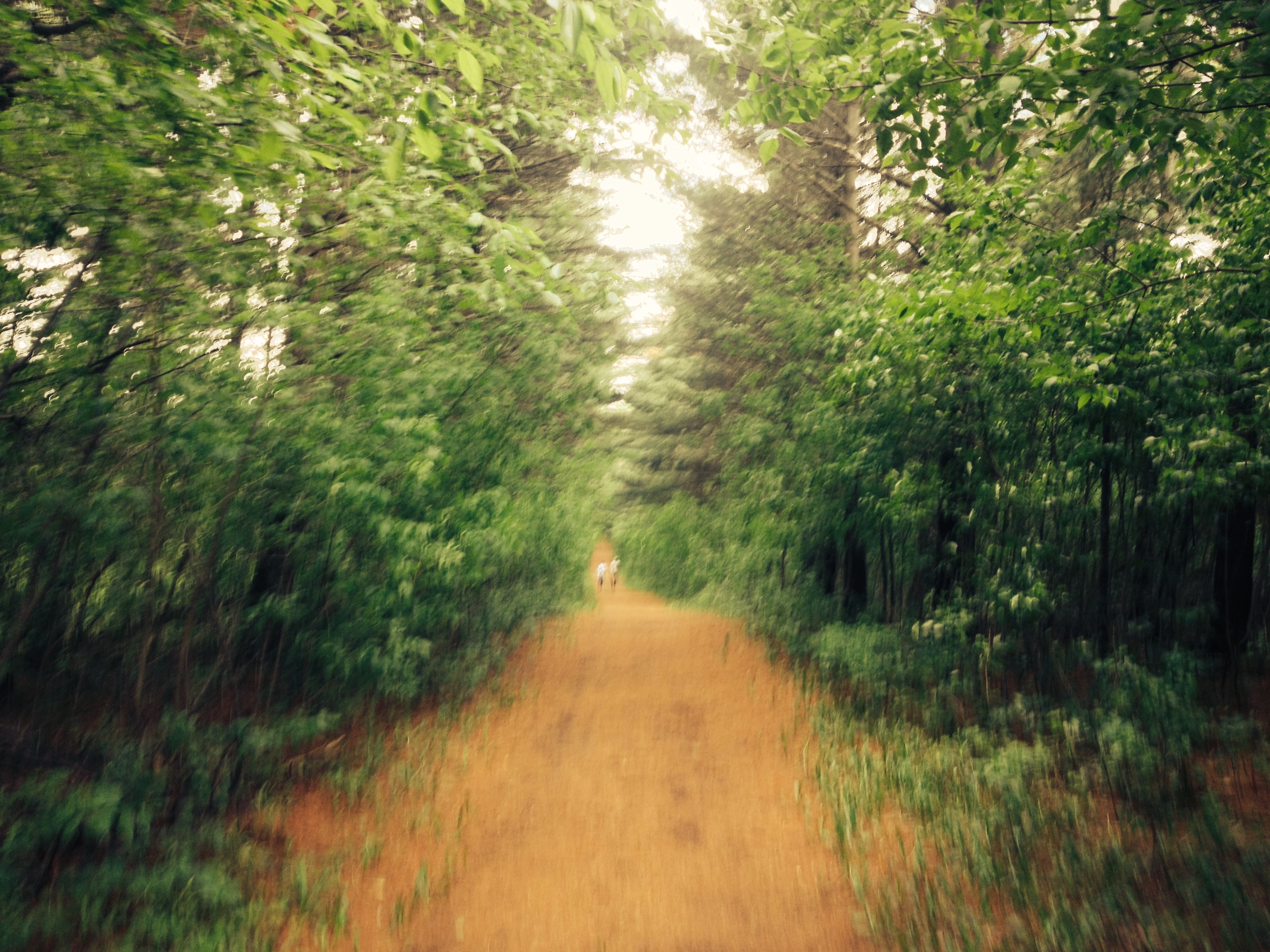 The Trail