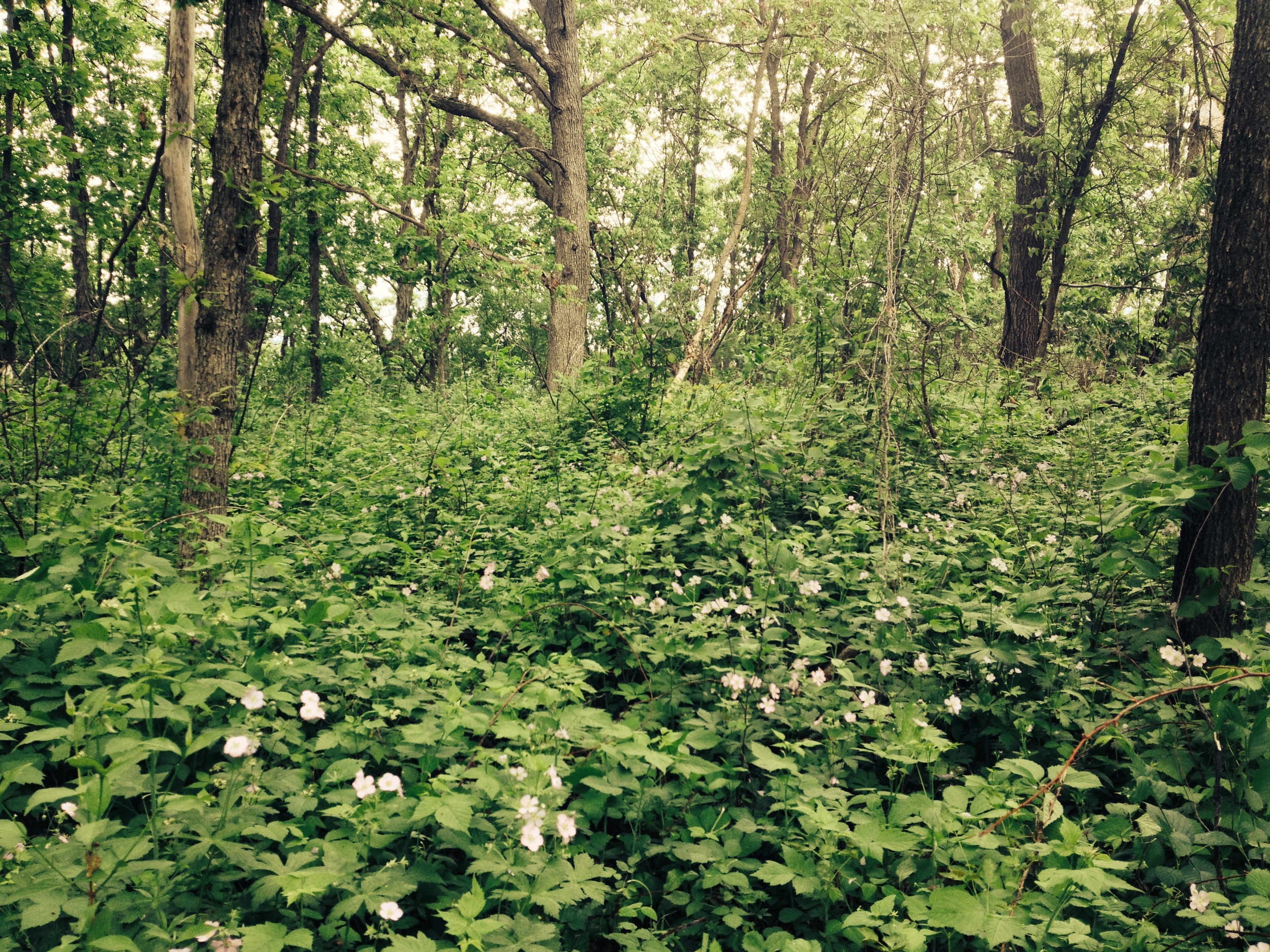 Wildflowers