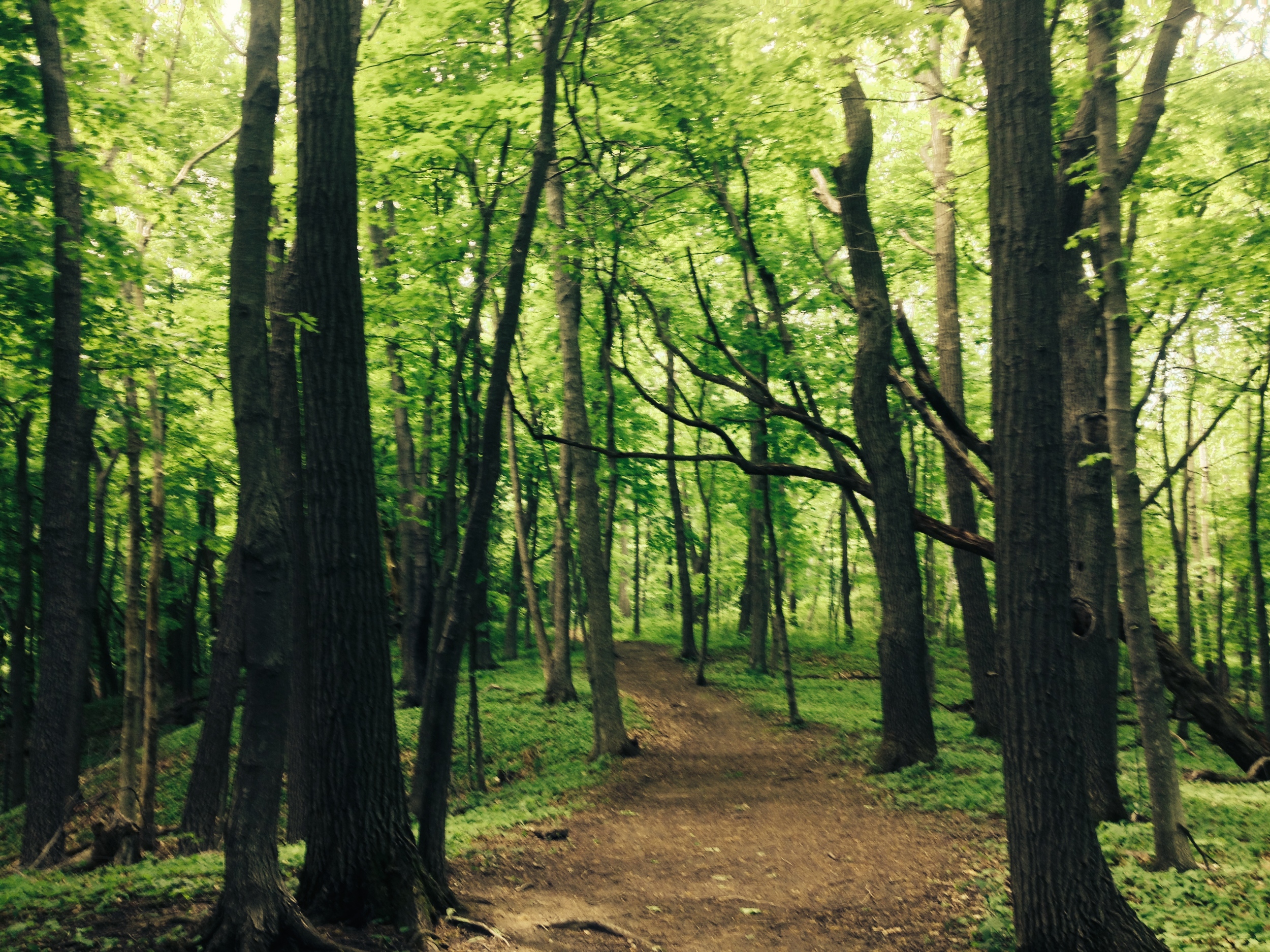 Wooded Trail