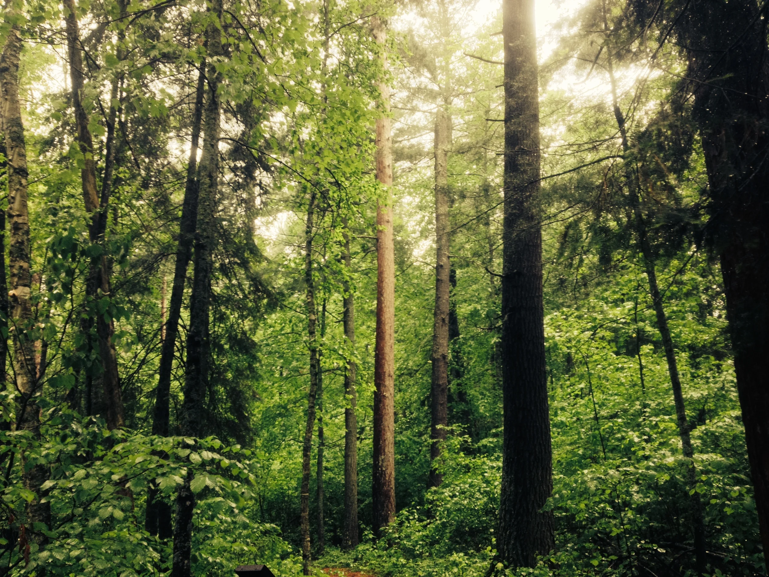 Old Growth White Pines at the Lost 40 SNA
