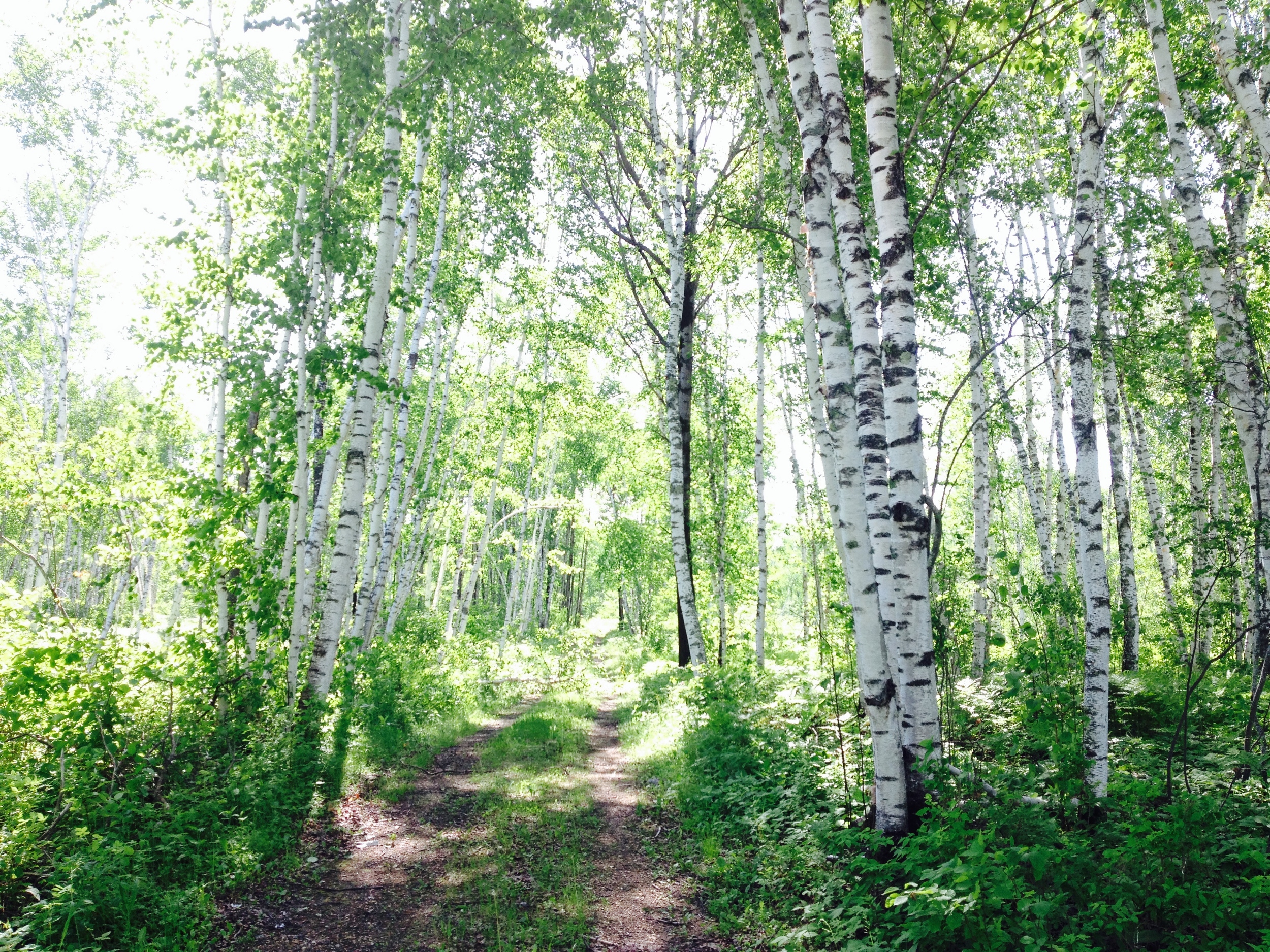 Light in the Birches 