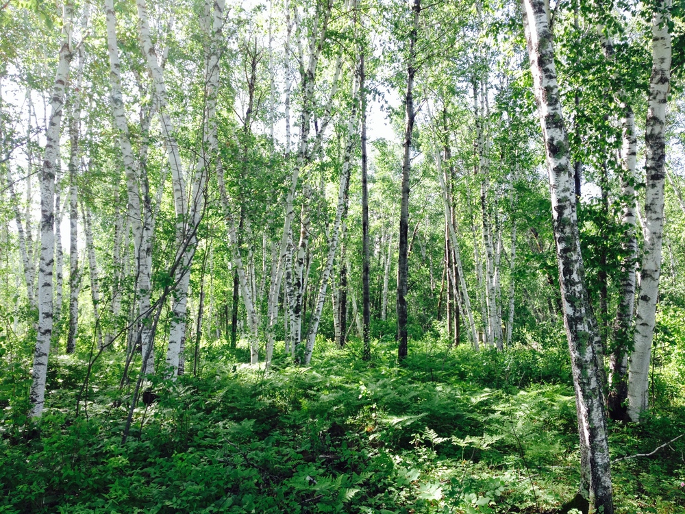  Hiking Club Trail at Zippel Bay State Park&nbsp; 