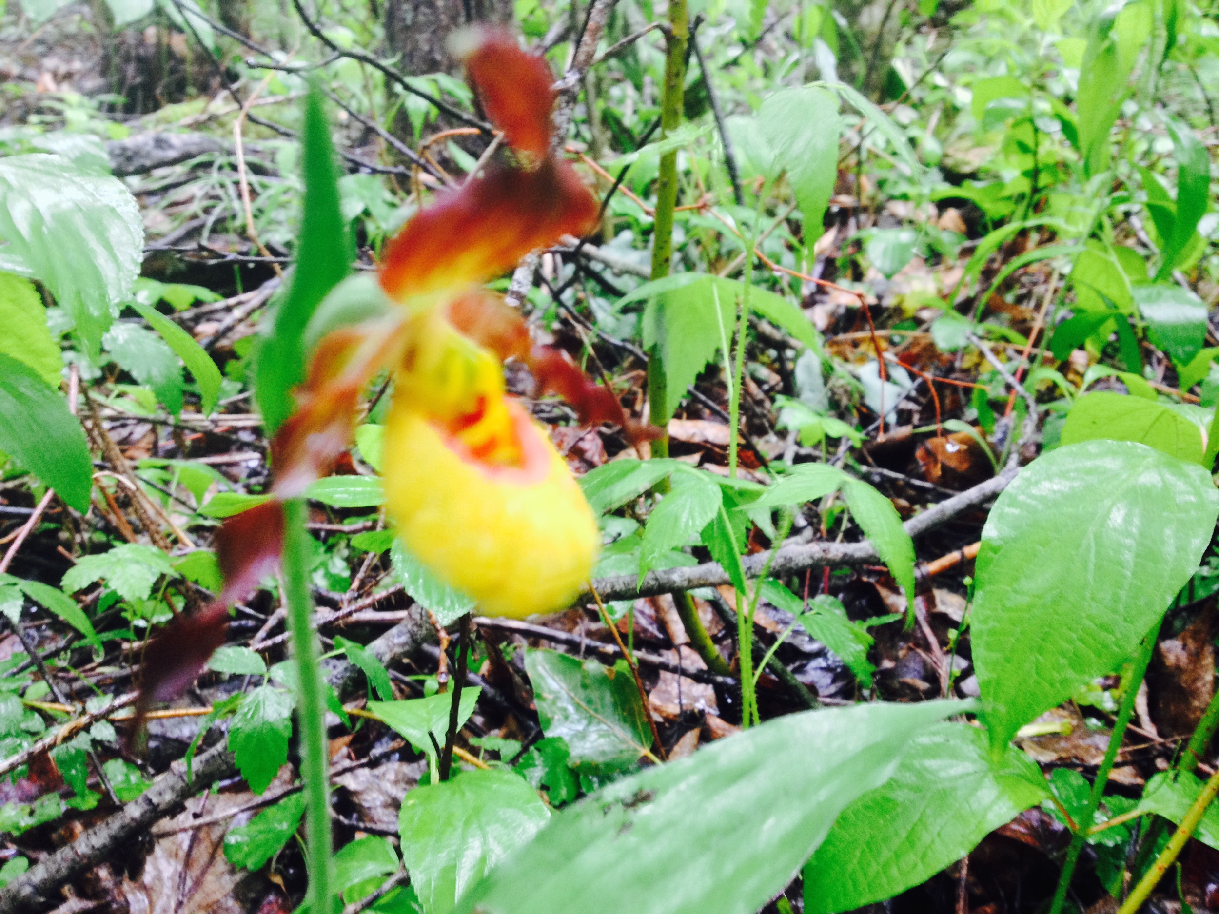 Yellow Ladyslipper