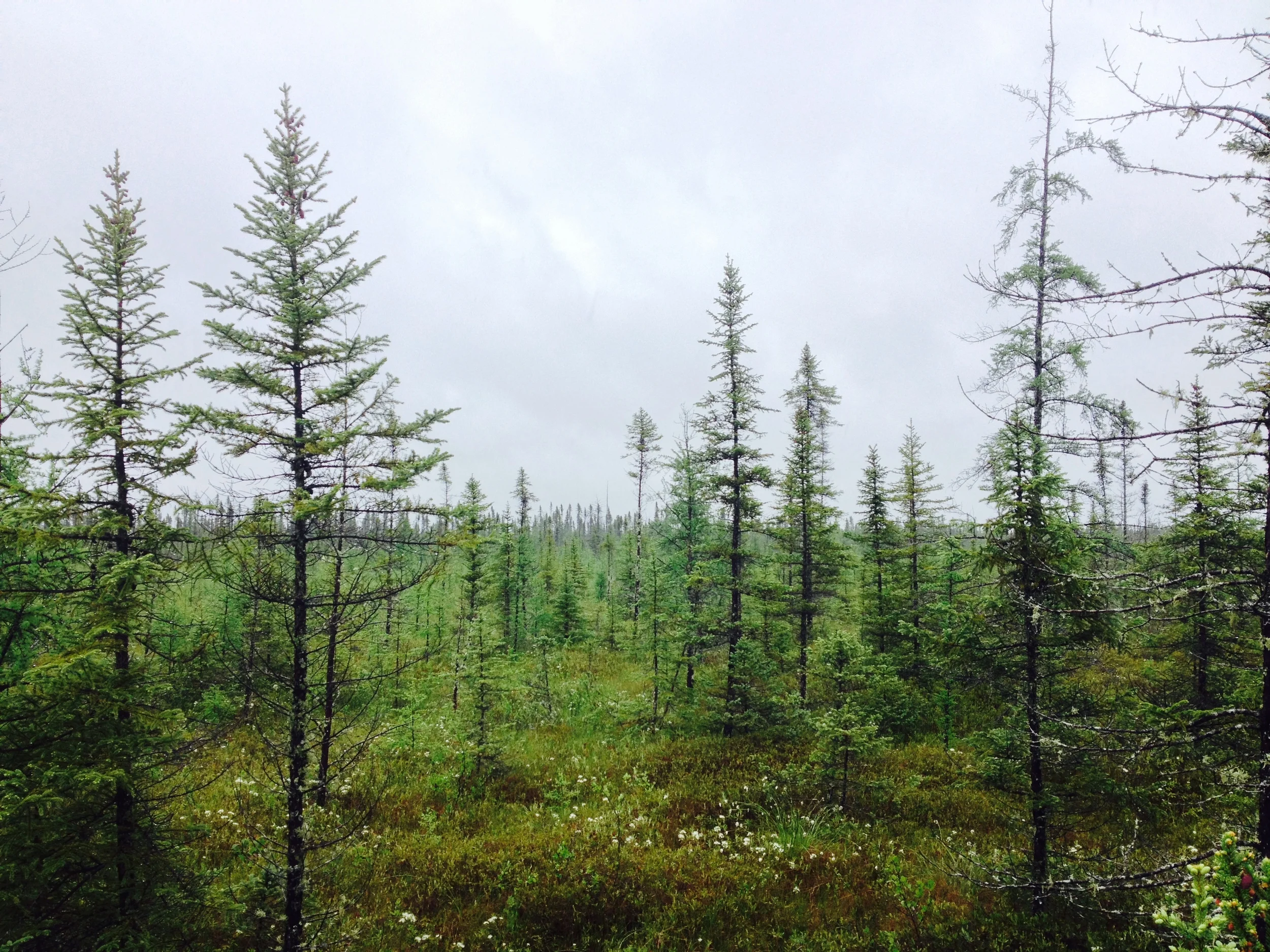 Minnesota Hiking Club at Big Bog State Recreation Area 