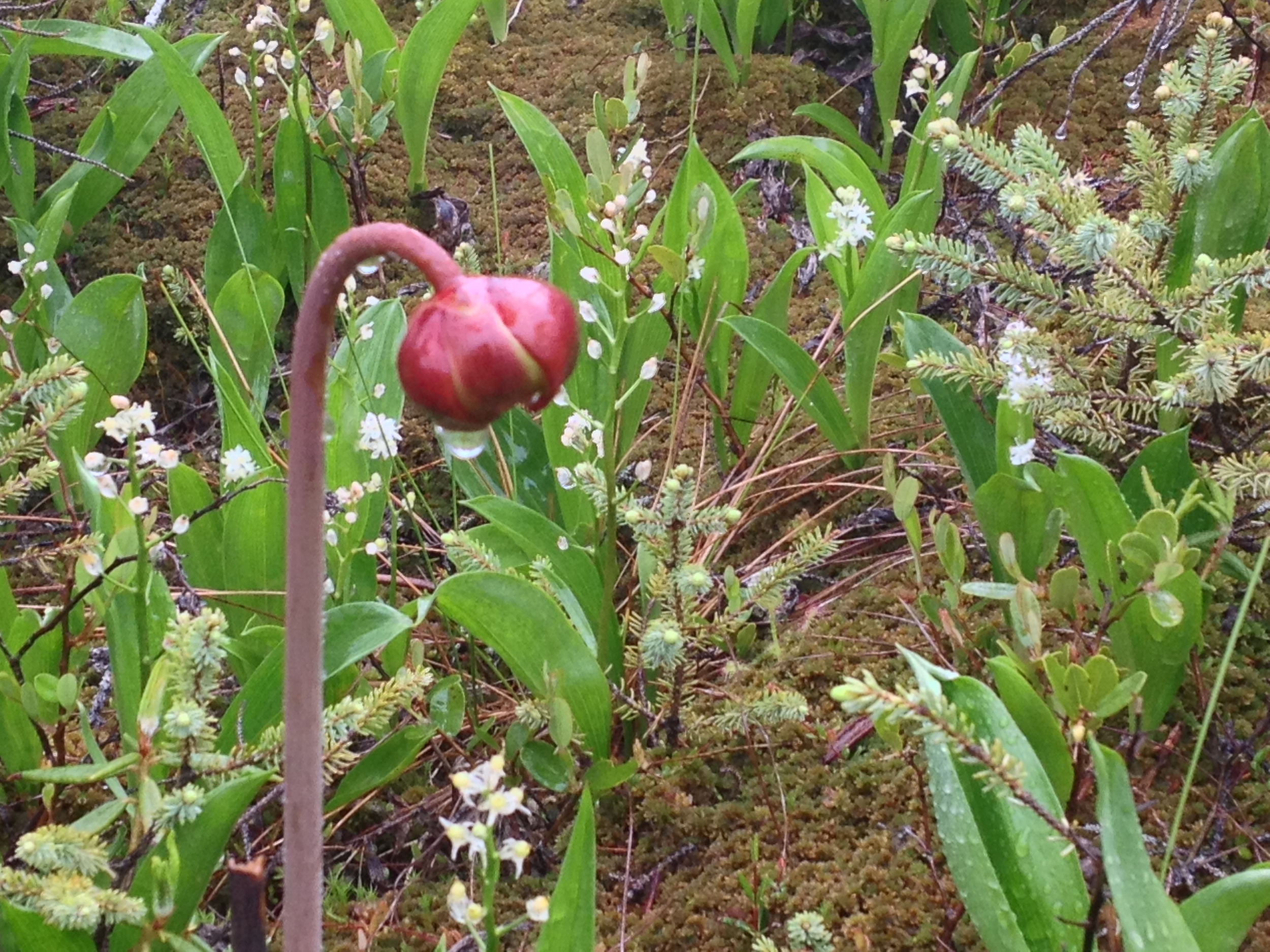 Pitcher Plant Flower