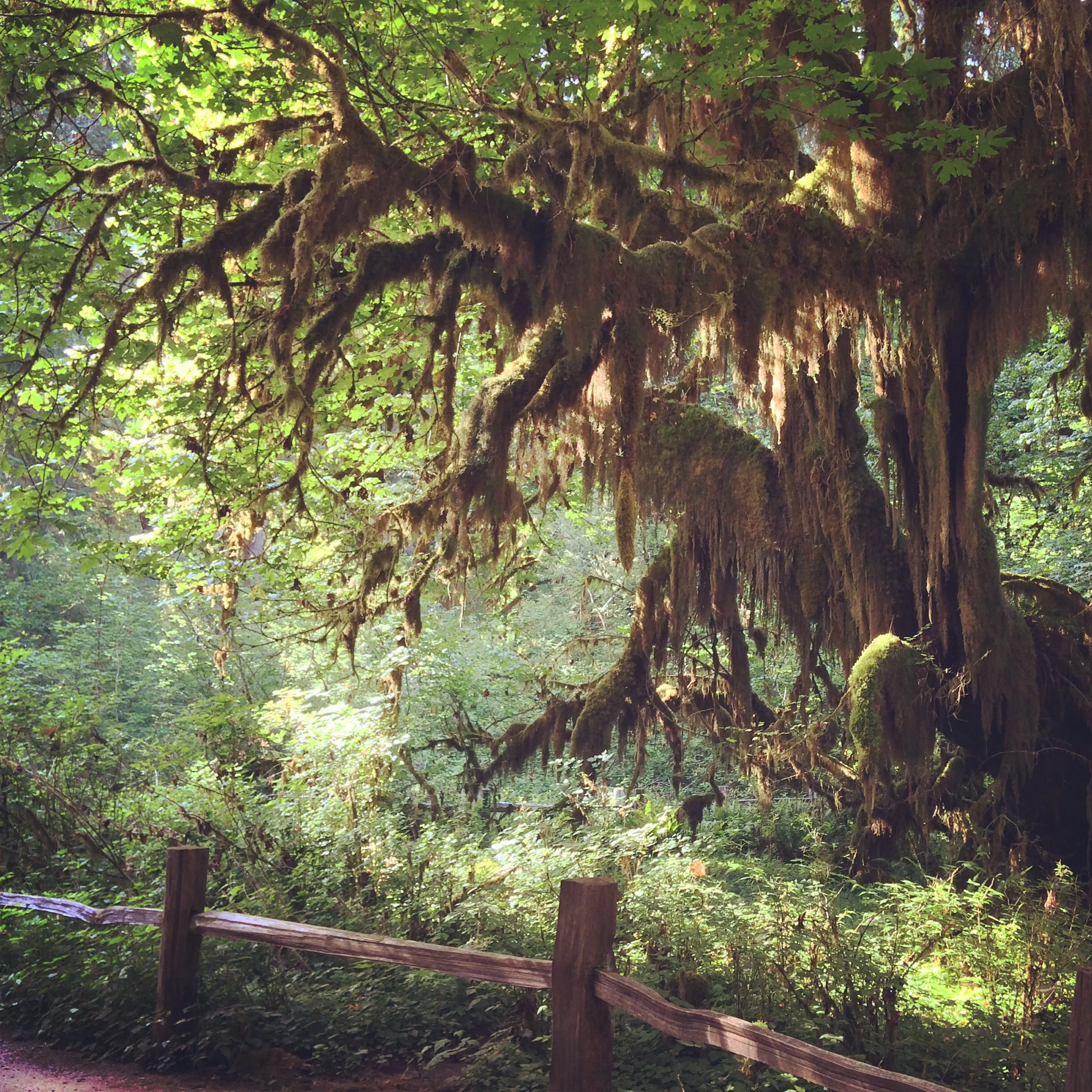The Broadleaf Maples. 