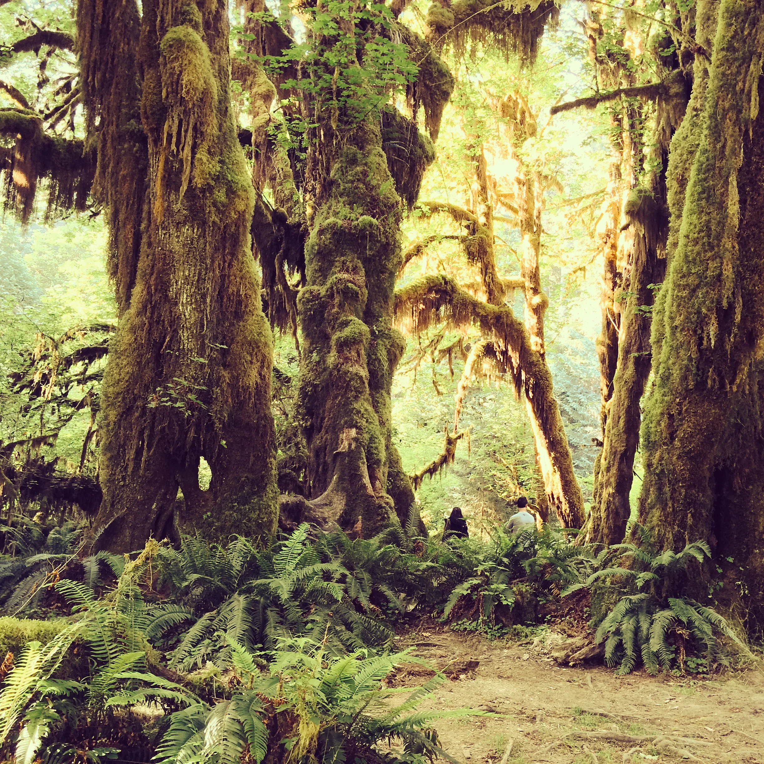 Olympic National Park: The Rainforest 