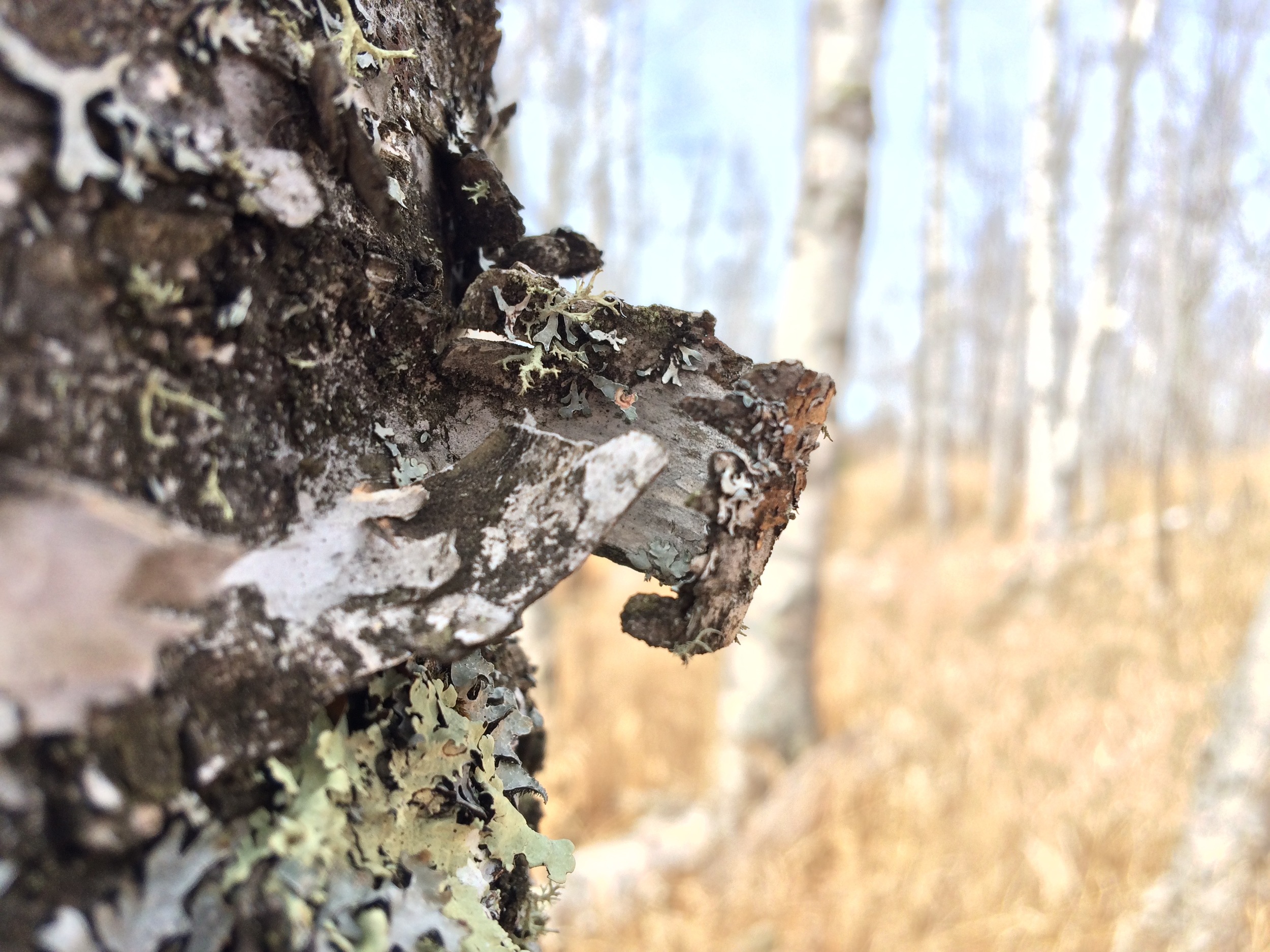 Birch Forest 