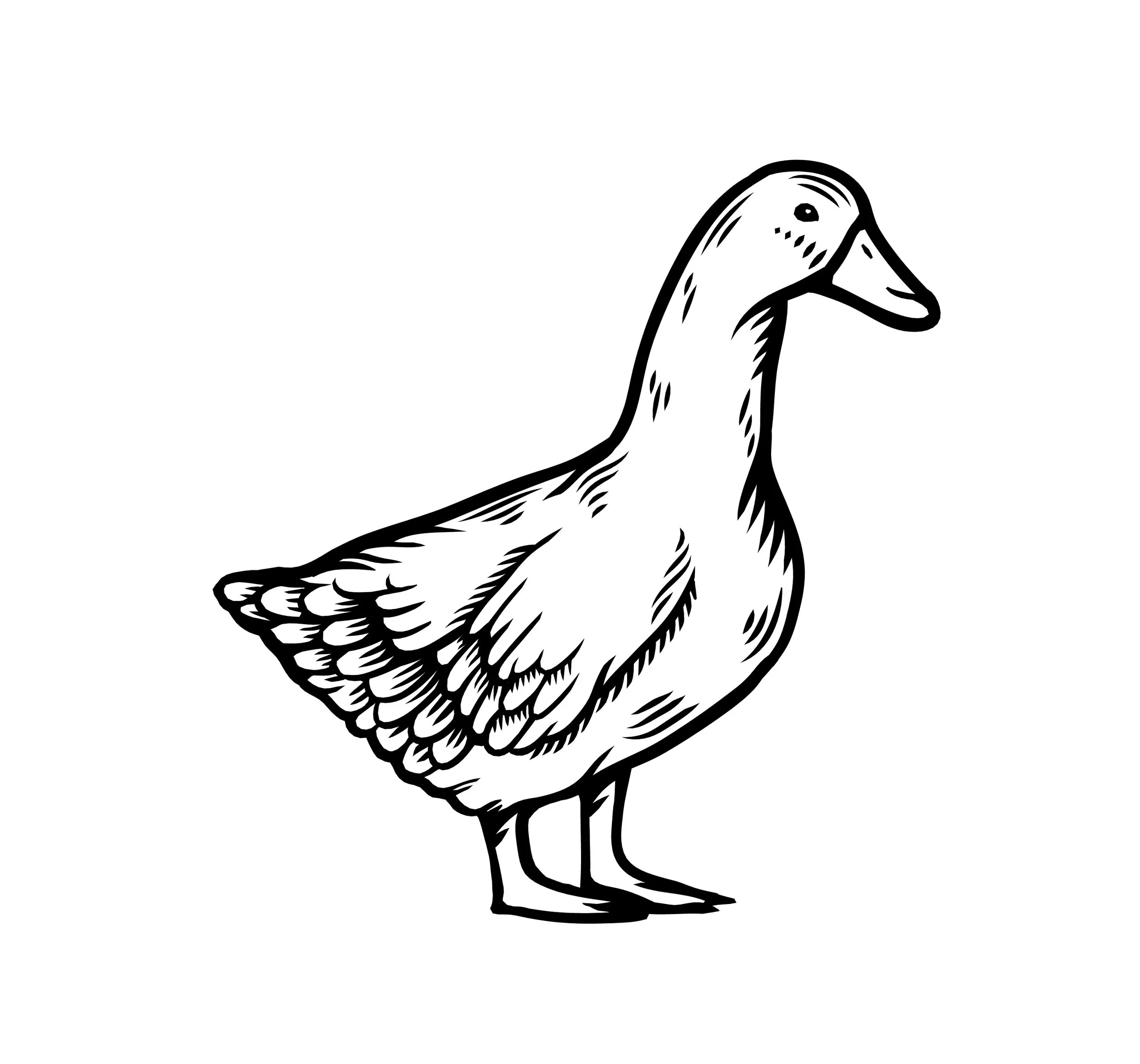 112023_duck_es-03.jpg