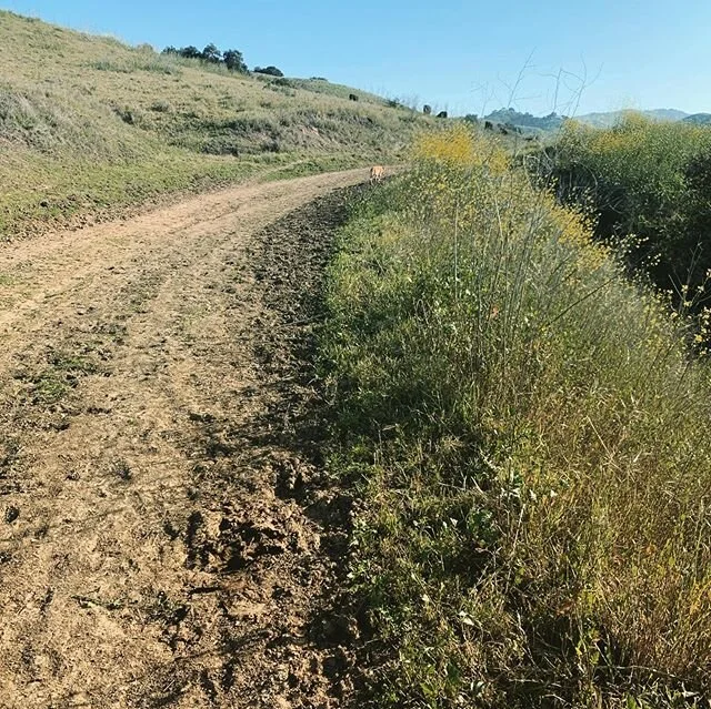 We all may be struggling with this social distancing thing, but this pup right here...he&rsquo;s living his best life.
More trail time ✅
More qt with my humans ✅ .
.
There&rsquo;s always an upside ❤️🌿🐕
.
.
.
#dogslife #dosofig #fitnesswithdogs #leo