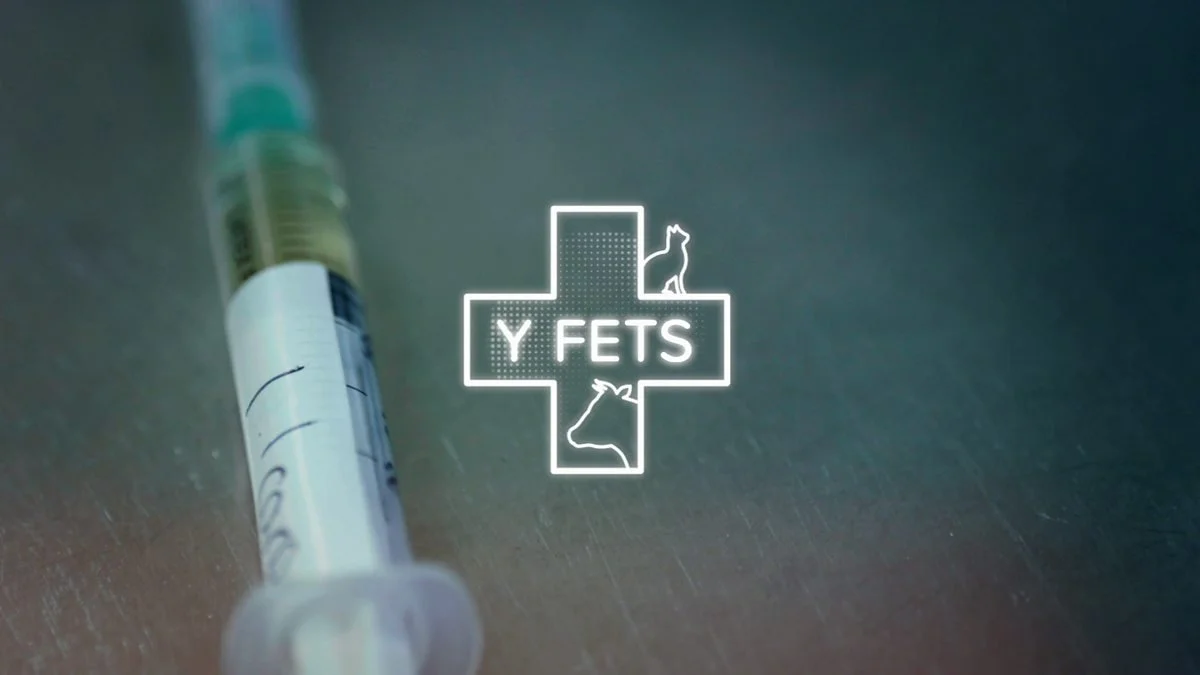 Y Fets (S4C)