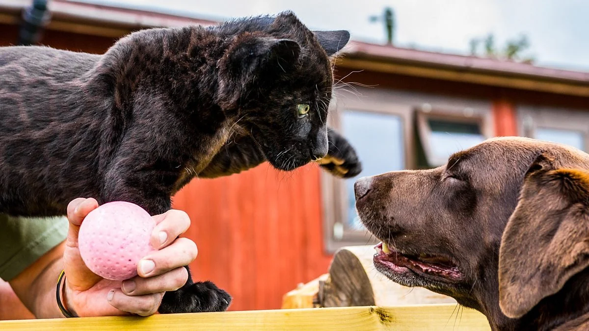 Big Cats About The House (BBC)