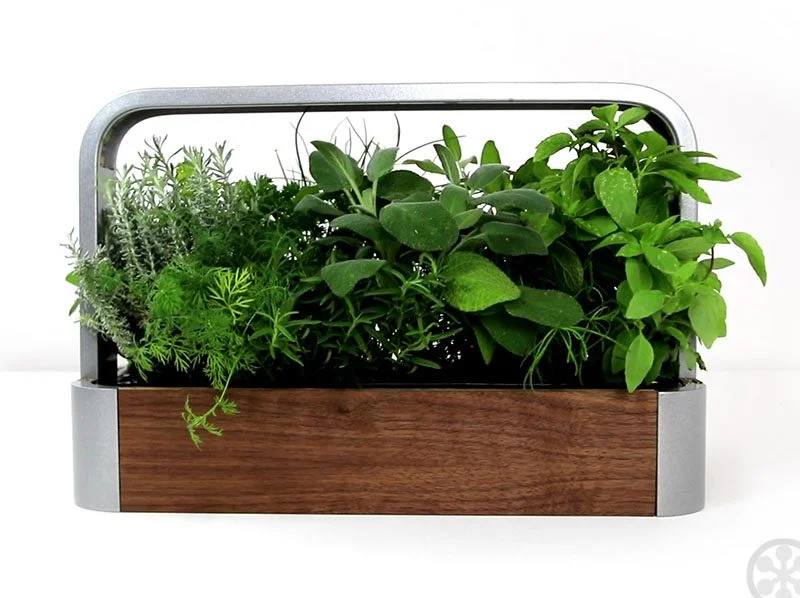 garden.jpg