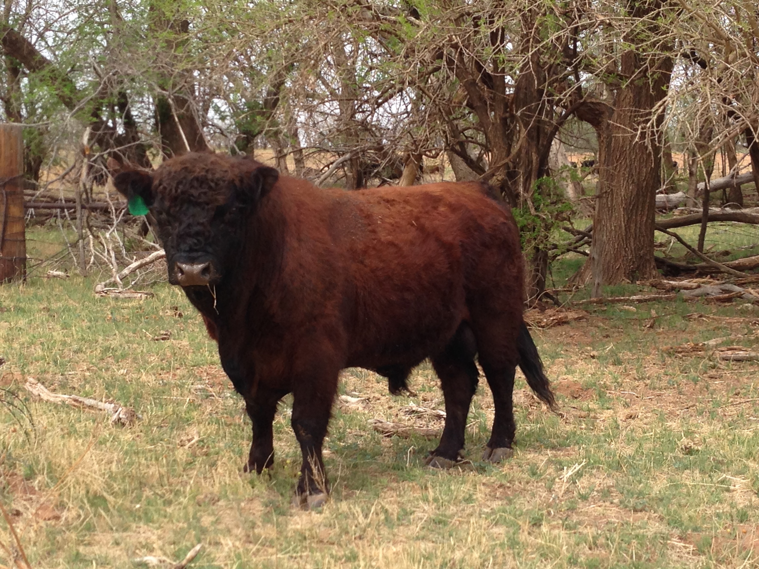 Hard Dry Winter at Buck Creek Farms