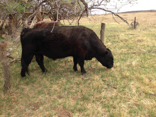 Black Galloway