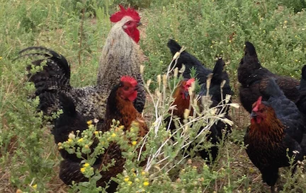 Rooster w:hens_crop.jpg