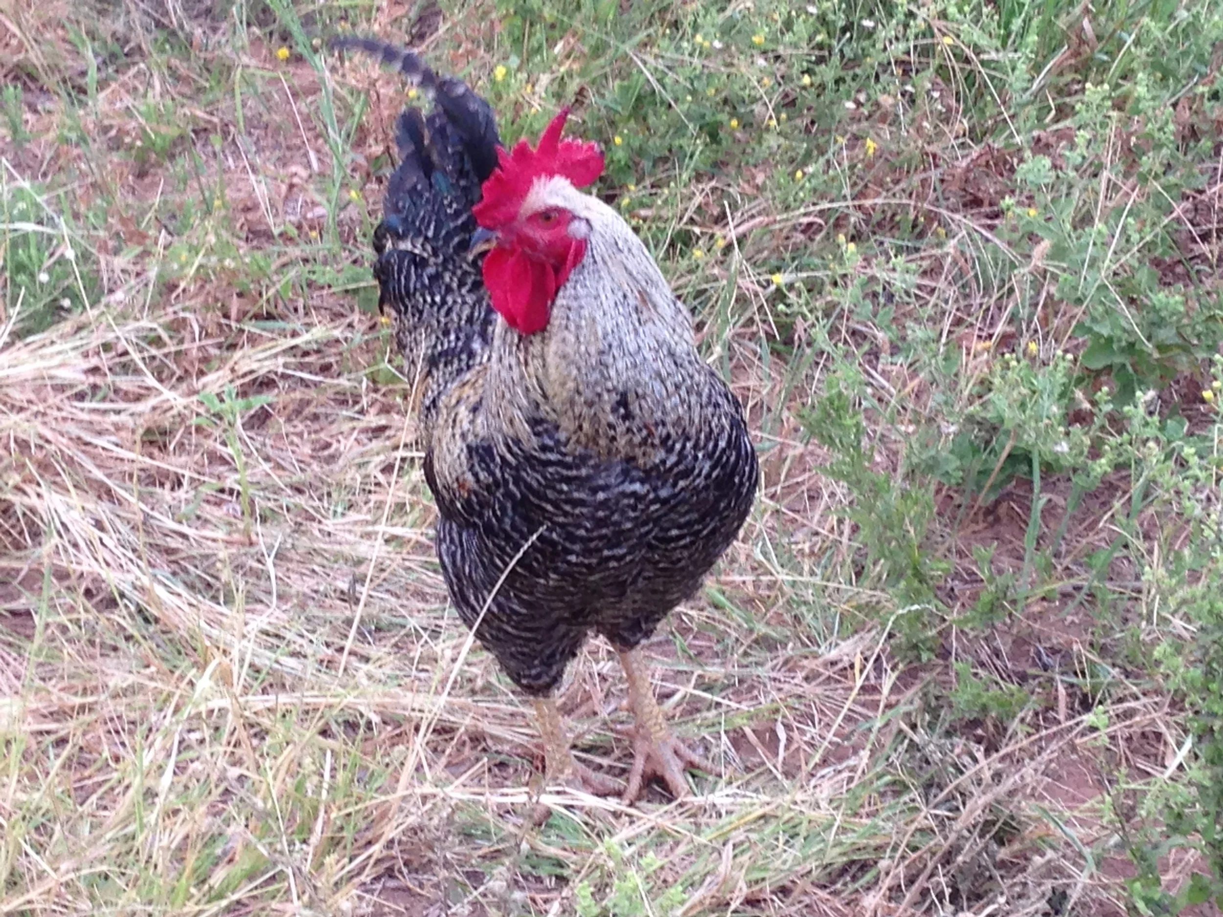 BLk rooster.jpg