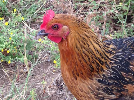 Hen Pic_crop.jpg