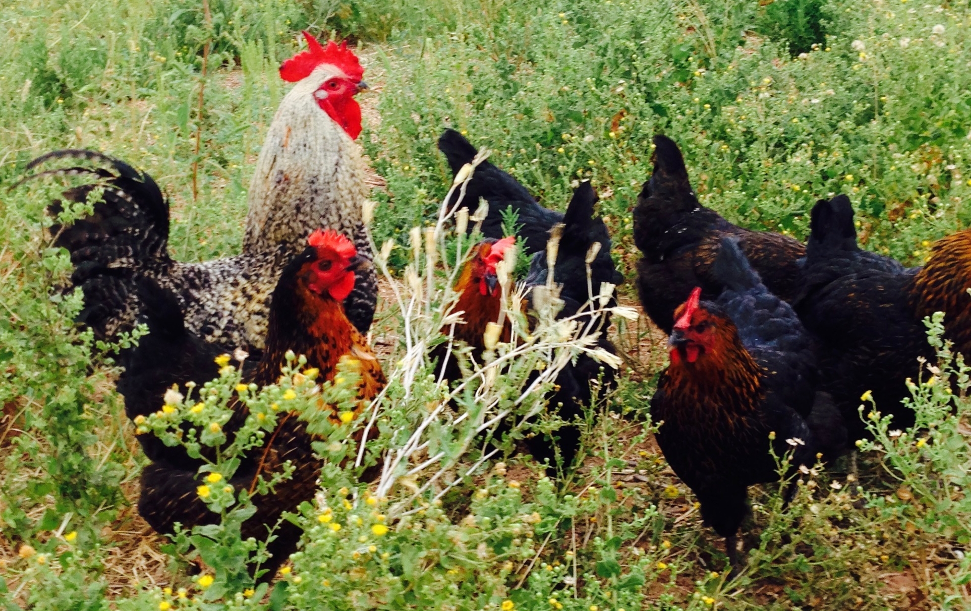 Hensandrooster.jpeg