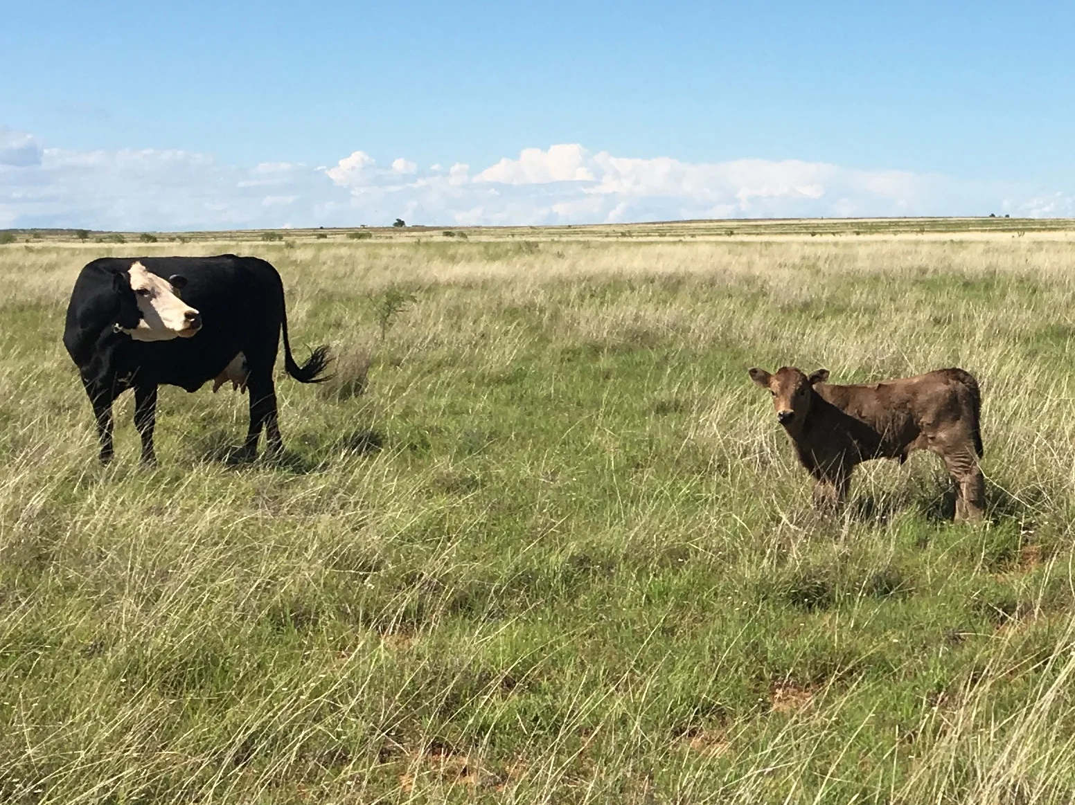 Buck Creek Meats vs. Competitors: Why Buy Texas Grass Fed Meat From Us?