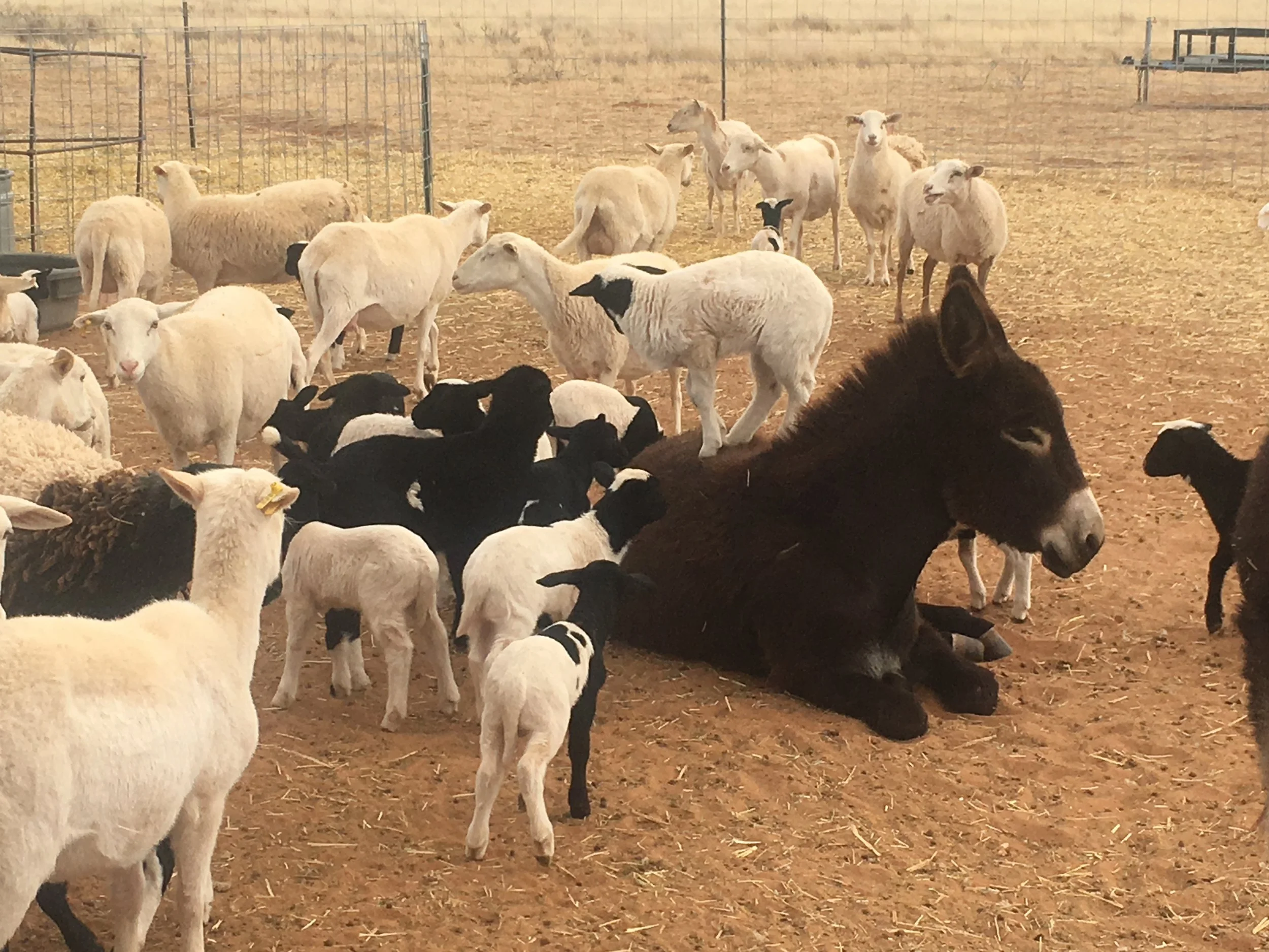 Predators &amp; Protectors: who is watching the animals when we're not?